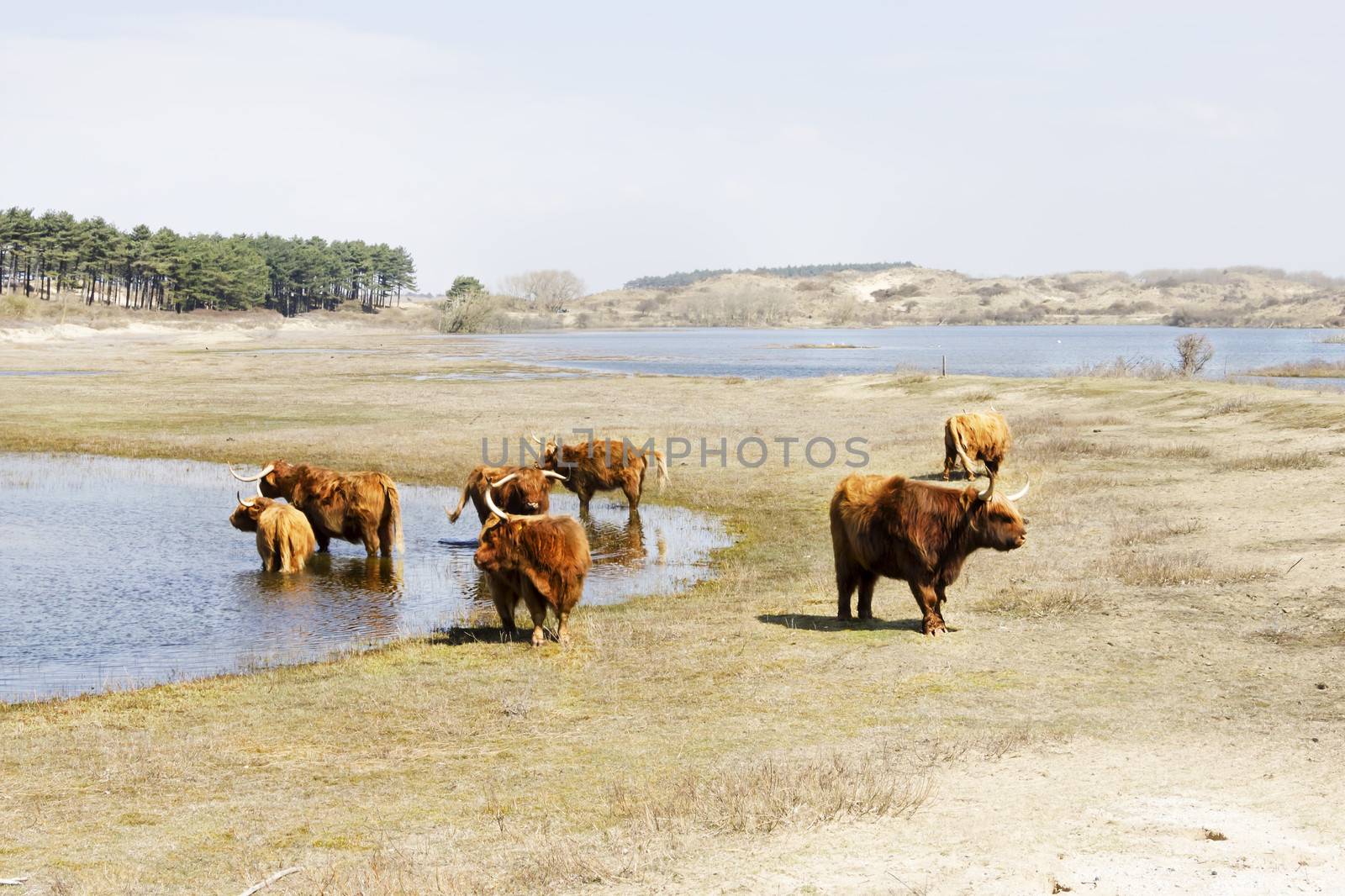 Cattle scottish Highlanders, Zuid Kennemerland, Netherlands