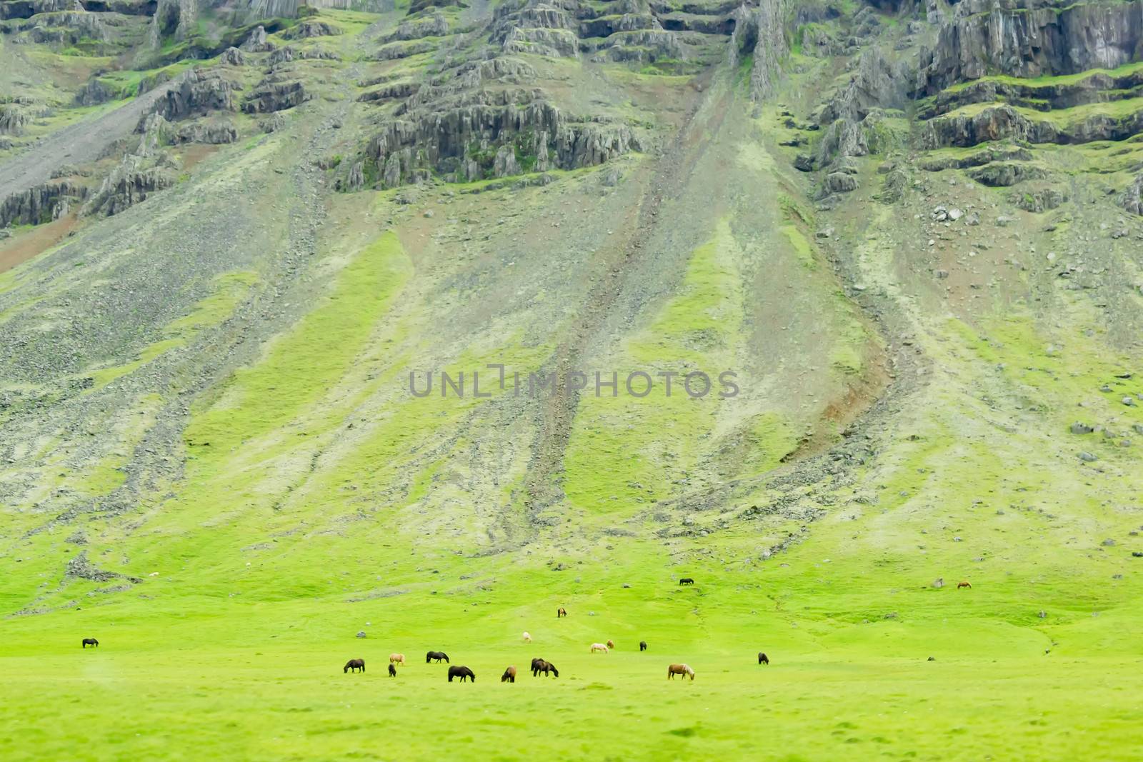 Icelandic horses in a peaceful meadow dominated by a volcanic ro by Tetyana