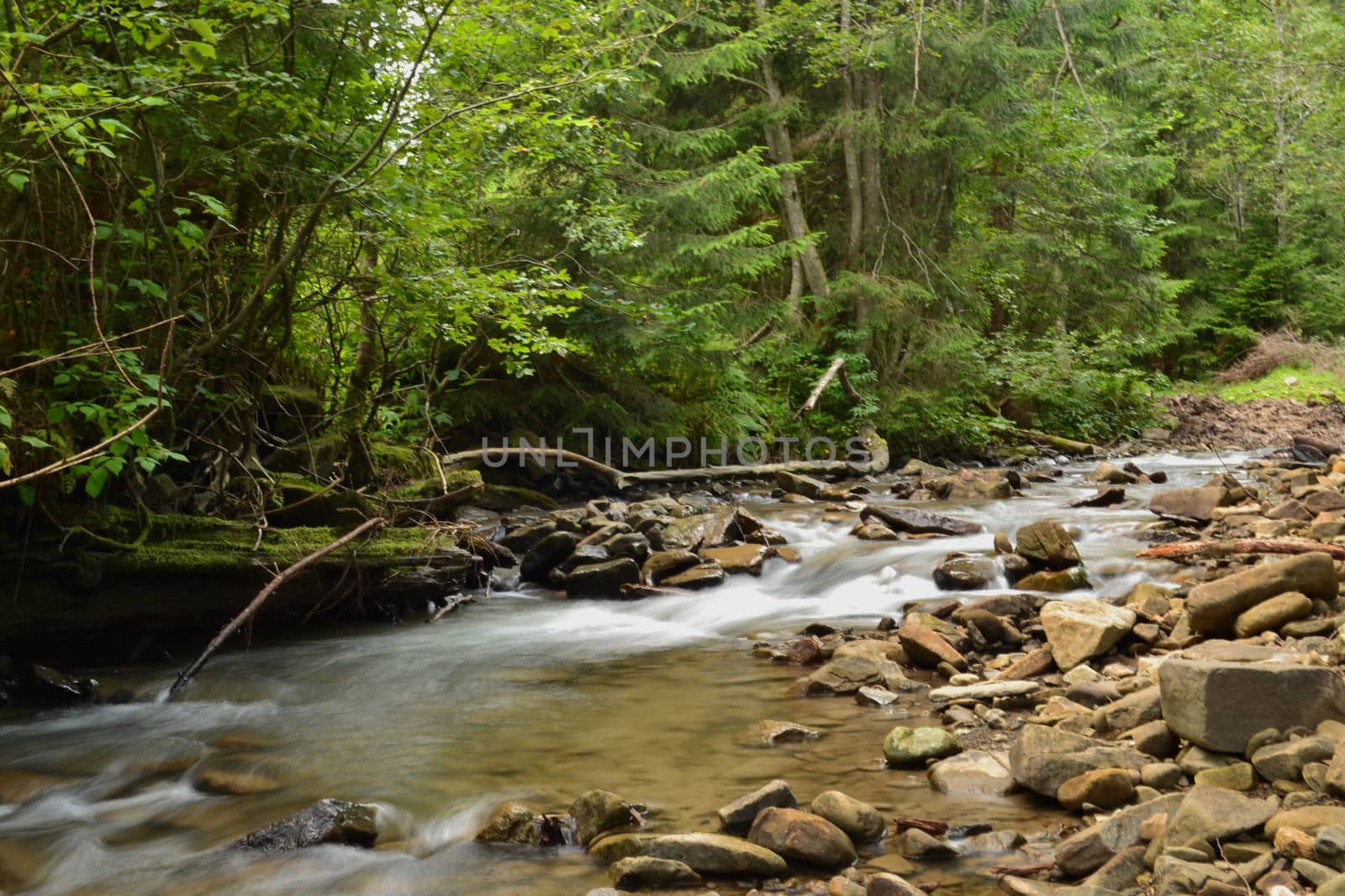 River flows in the forest