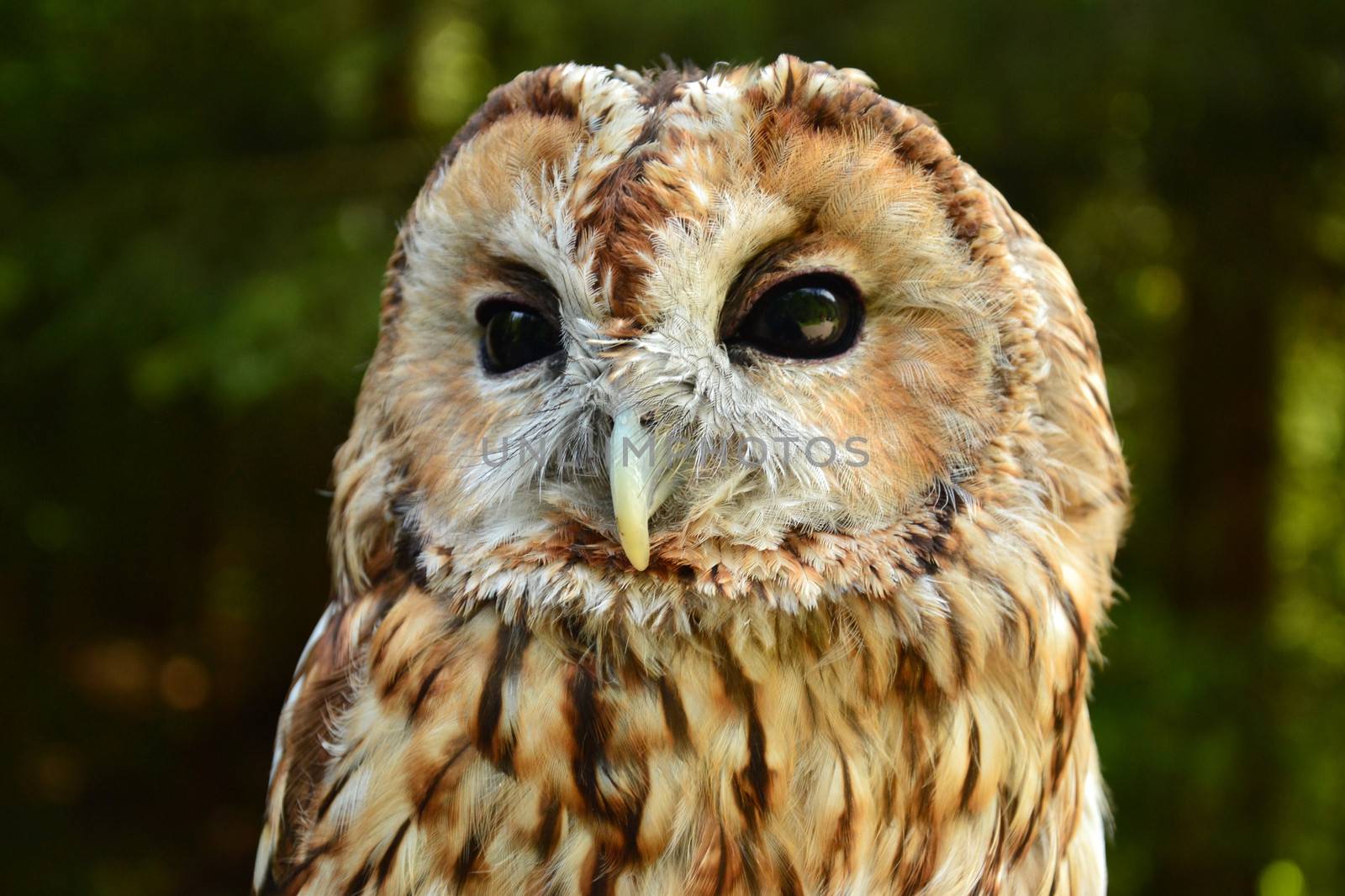 owl closeup