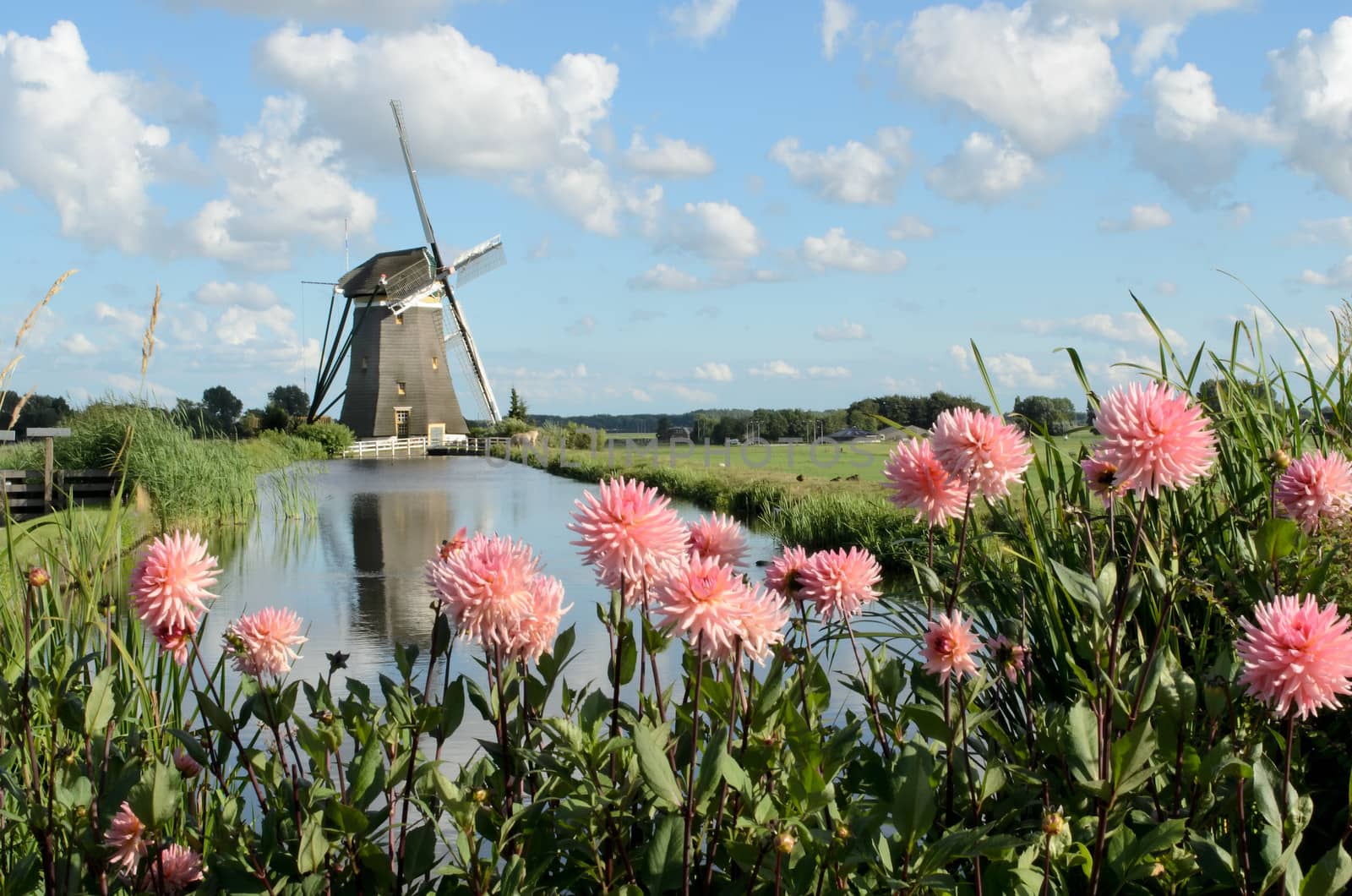 Landscape in Holland with a windmill, pink dahlia flowers and a canal.