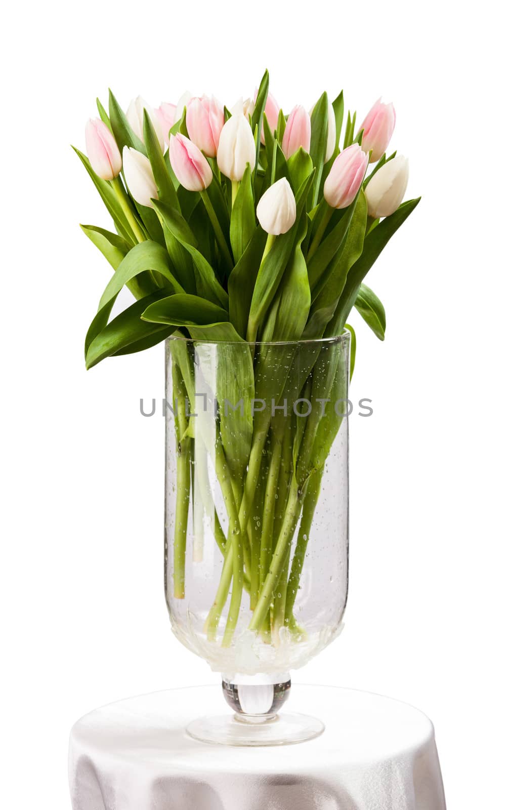 Pink and white tulips bouquet in vase over white by photobac