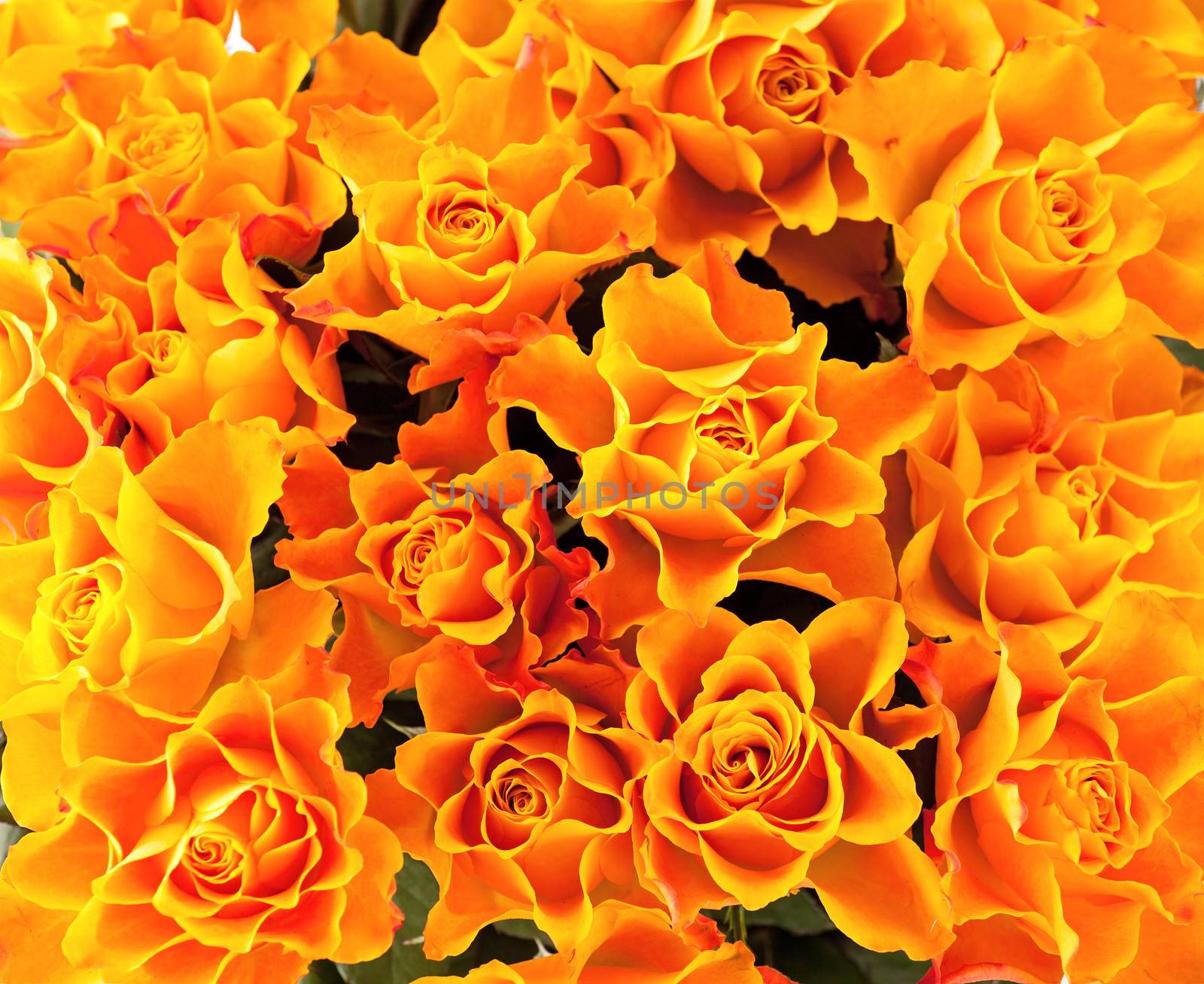 Background of yellow roses by photobac