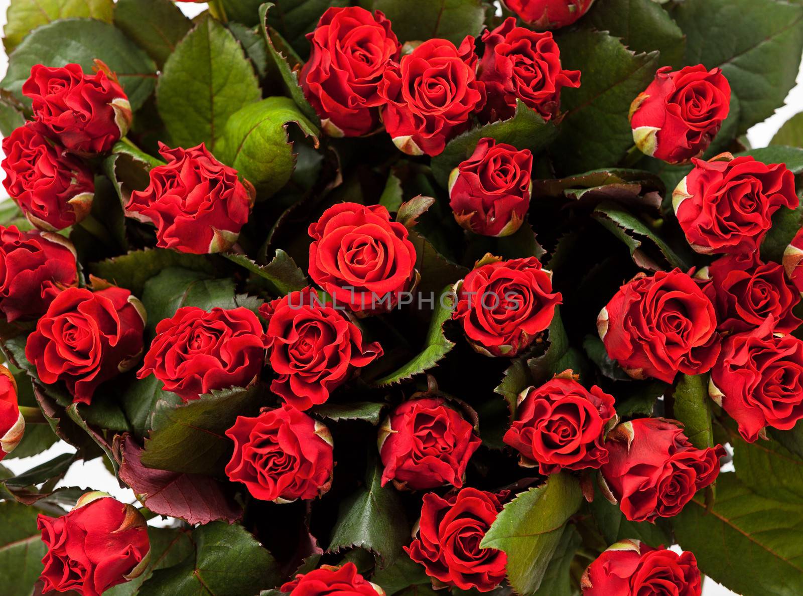 Background of red roses. Close up view.