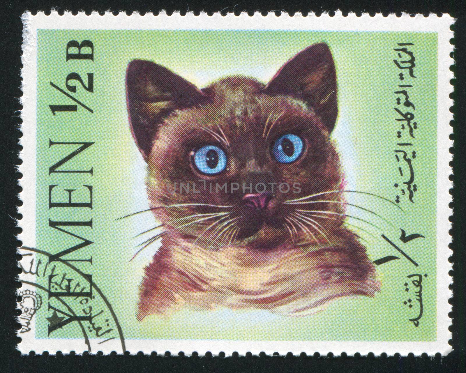 YEMEN - CIRCA 1972: stamp printed by Yemen, shows cat, circa 1972