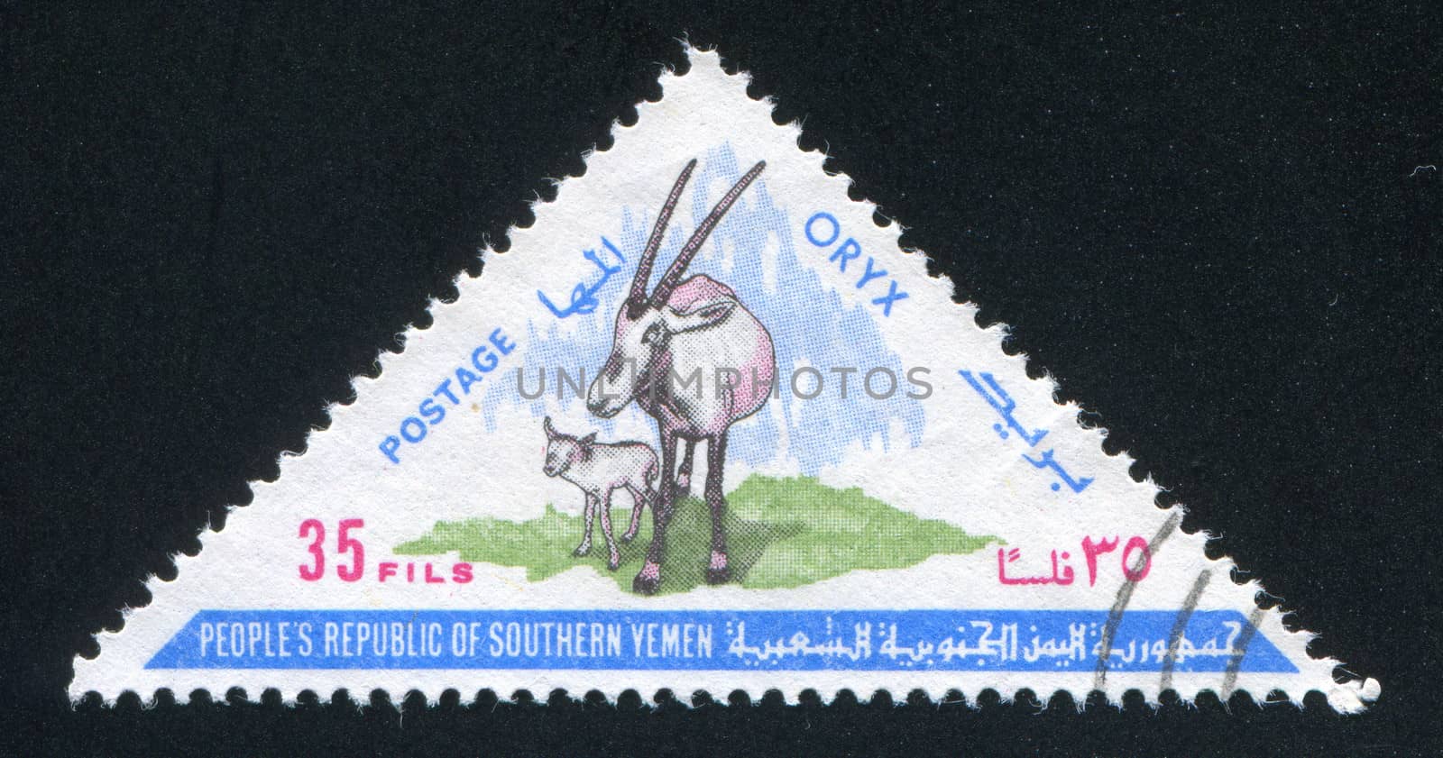 Arabian Oryx by rook