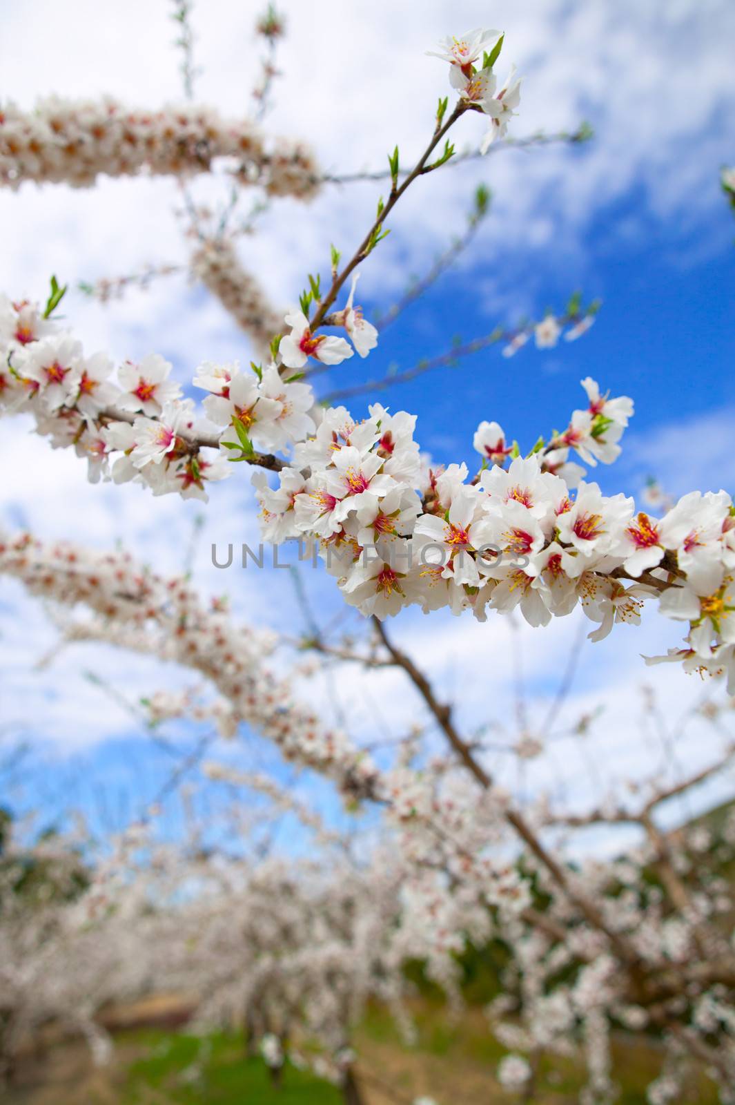 Spring almond tree flowers in Sierra de Espadan Castellon Spain