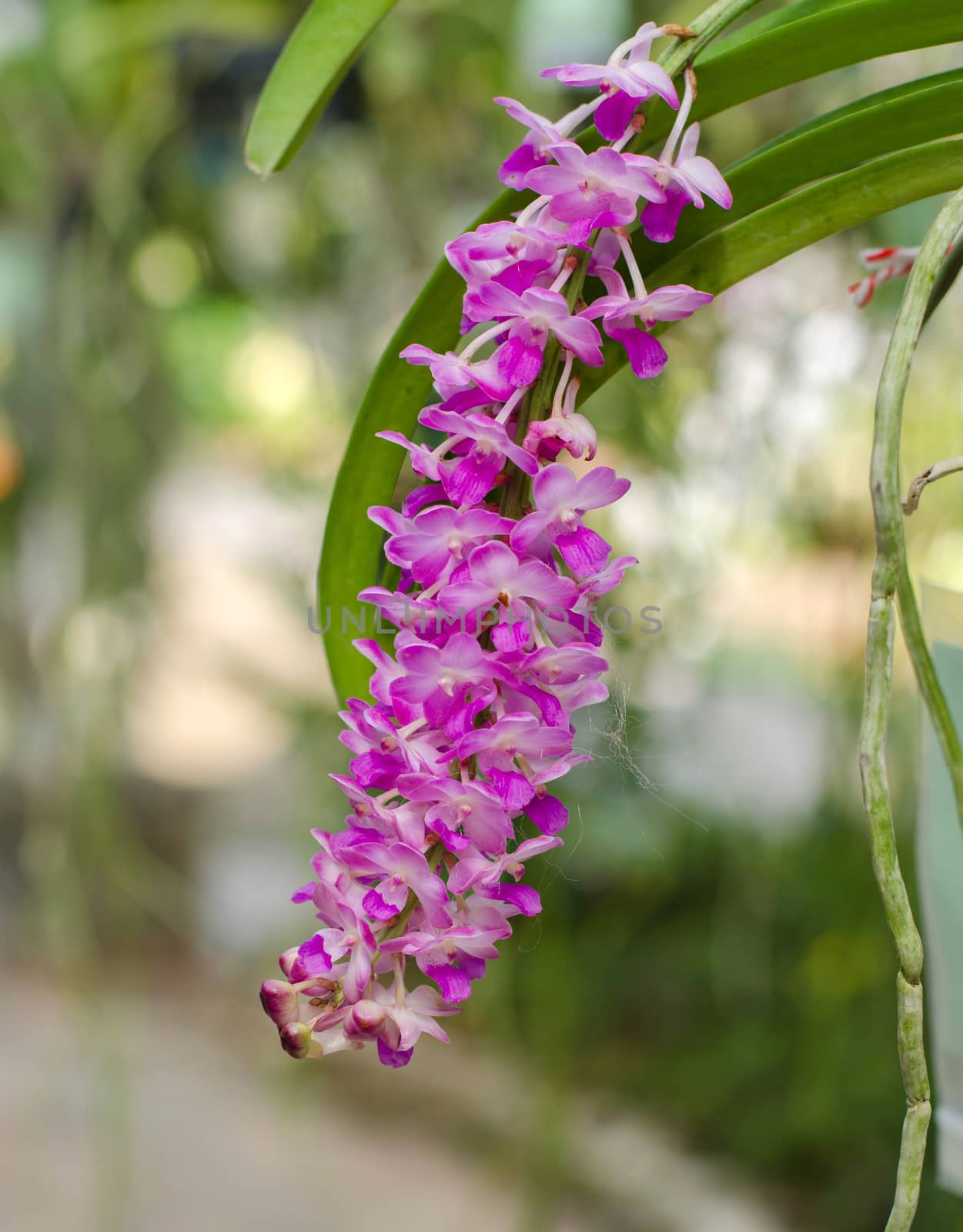 Beautiful pink orchid by siraanamwong