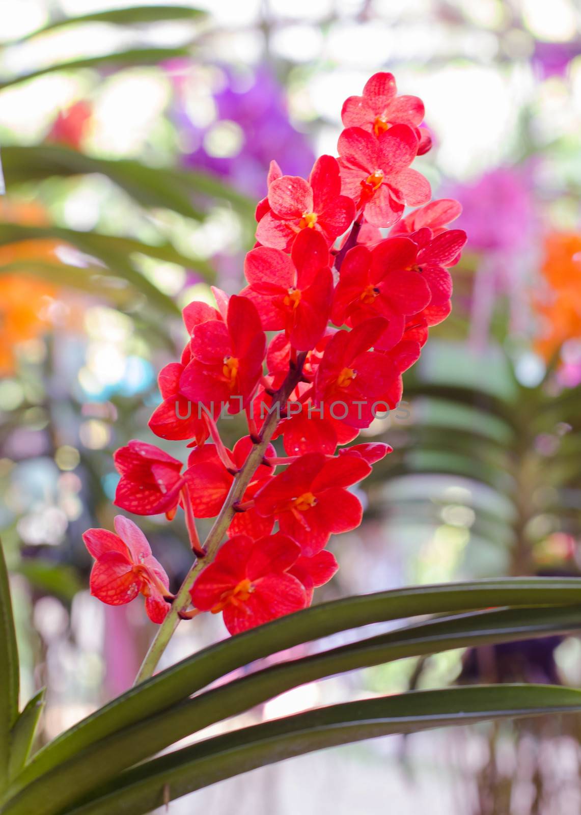 Beautiful red orchid flowers 