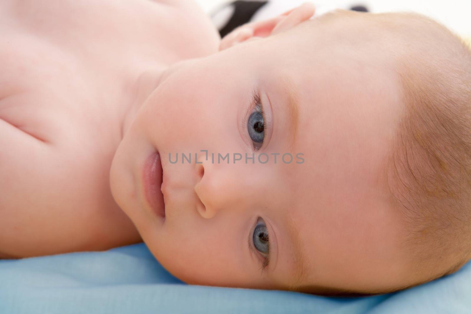 Bond little baby blue eyes lying relaxed by lunamarina