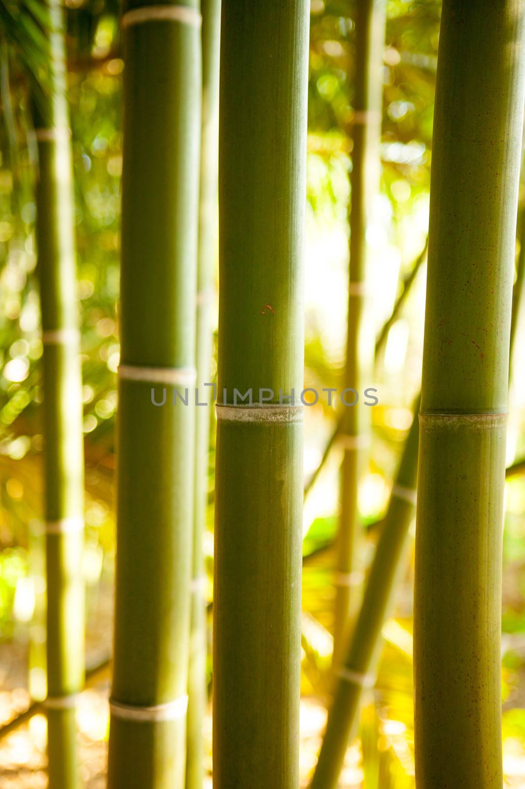 Bamboo cane tropical field with selective focus