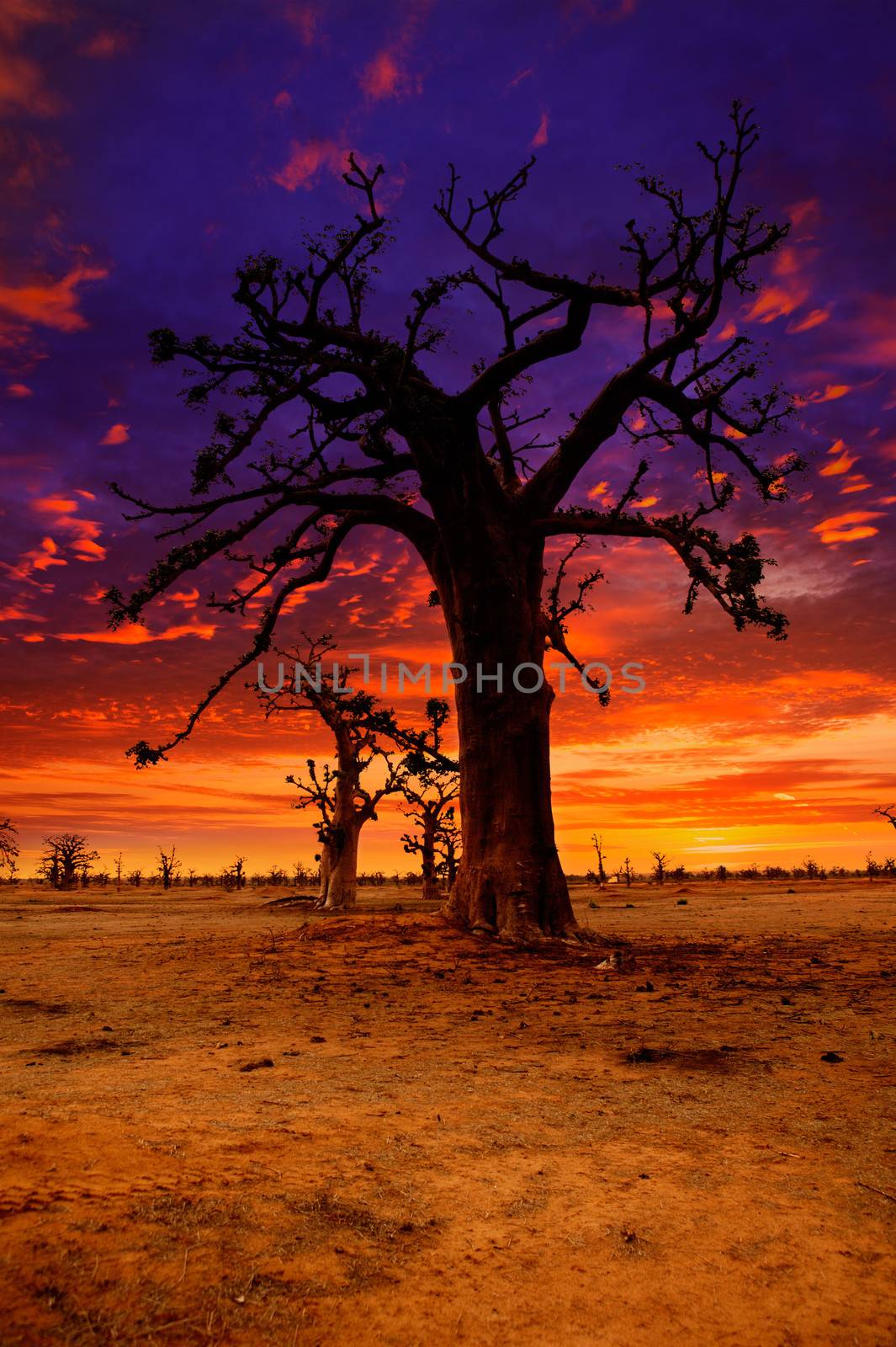 Africa sunset in Baobab trees colorful sky