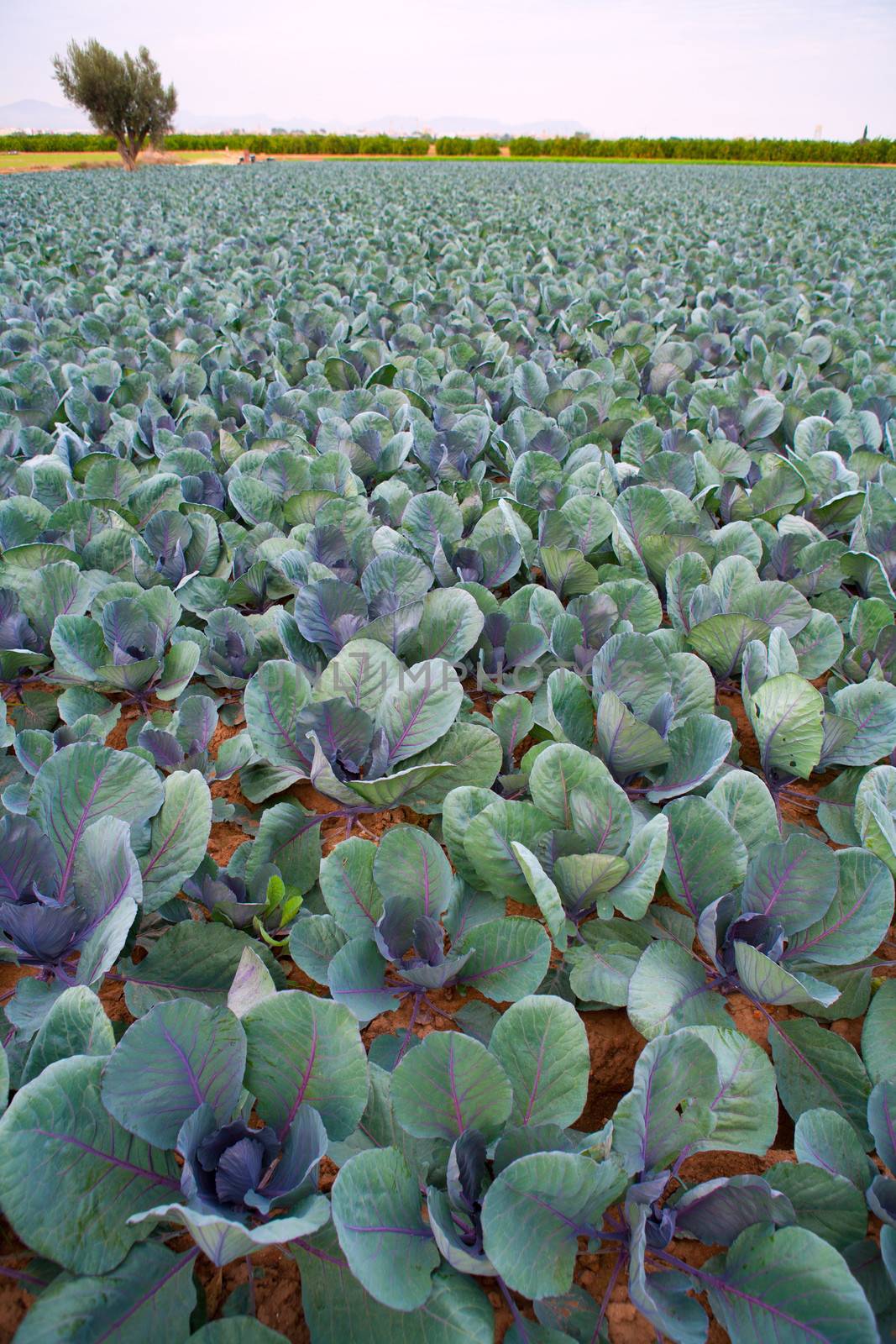 cabbage field lines in a row in Valencia Mediterranean spain