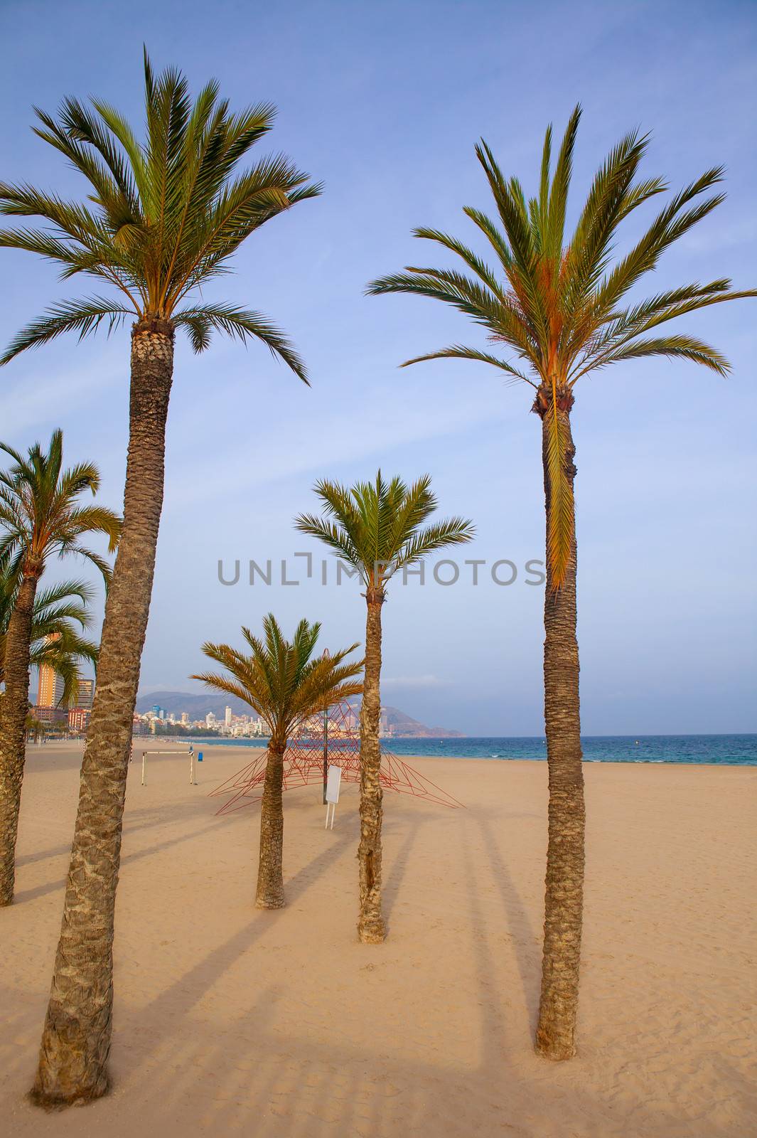 Benidorm palm trees beach in mediterranean alicante by lunamarina