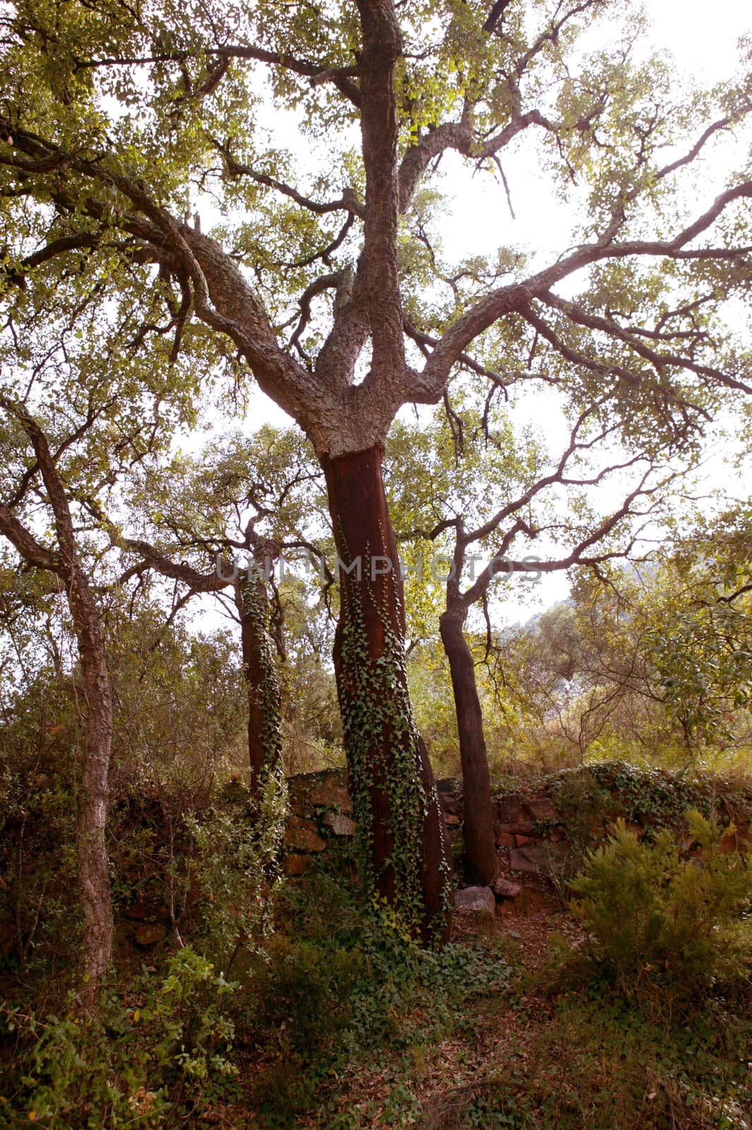 cork oak tree with nuded trunk in Espadan mountain Castellon Spain