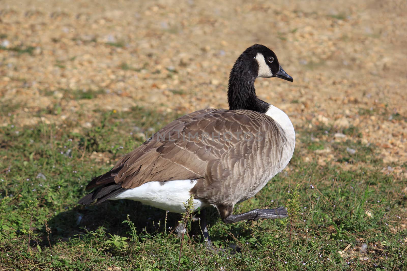 a wild goose standing in a meadow near a lake