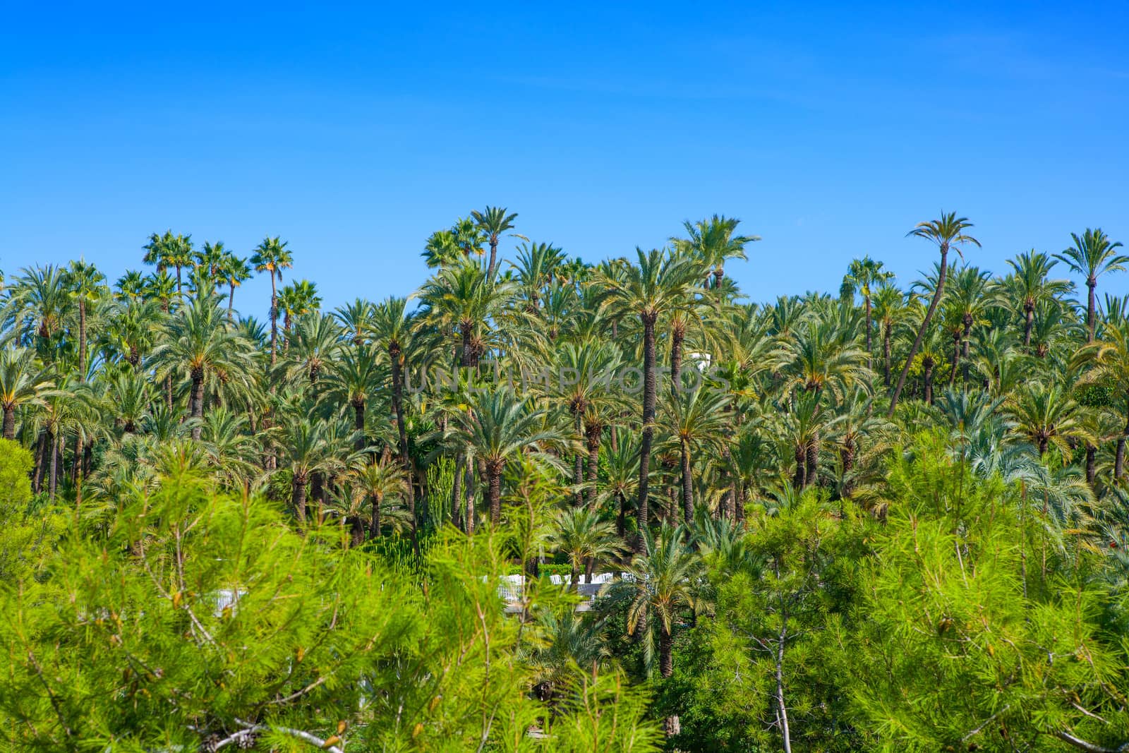 Elche Elx Alicante el Palmeral Park with many palm trees in Valencian Community of Spain