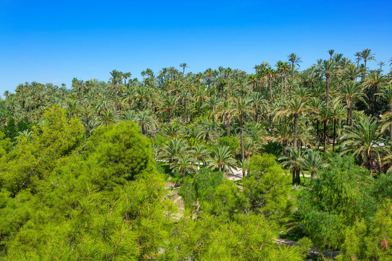 Elche Elx Alicante el Palmeral with many palm trees by lunamarina