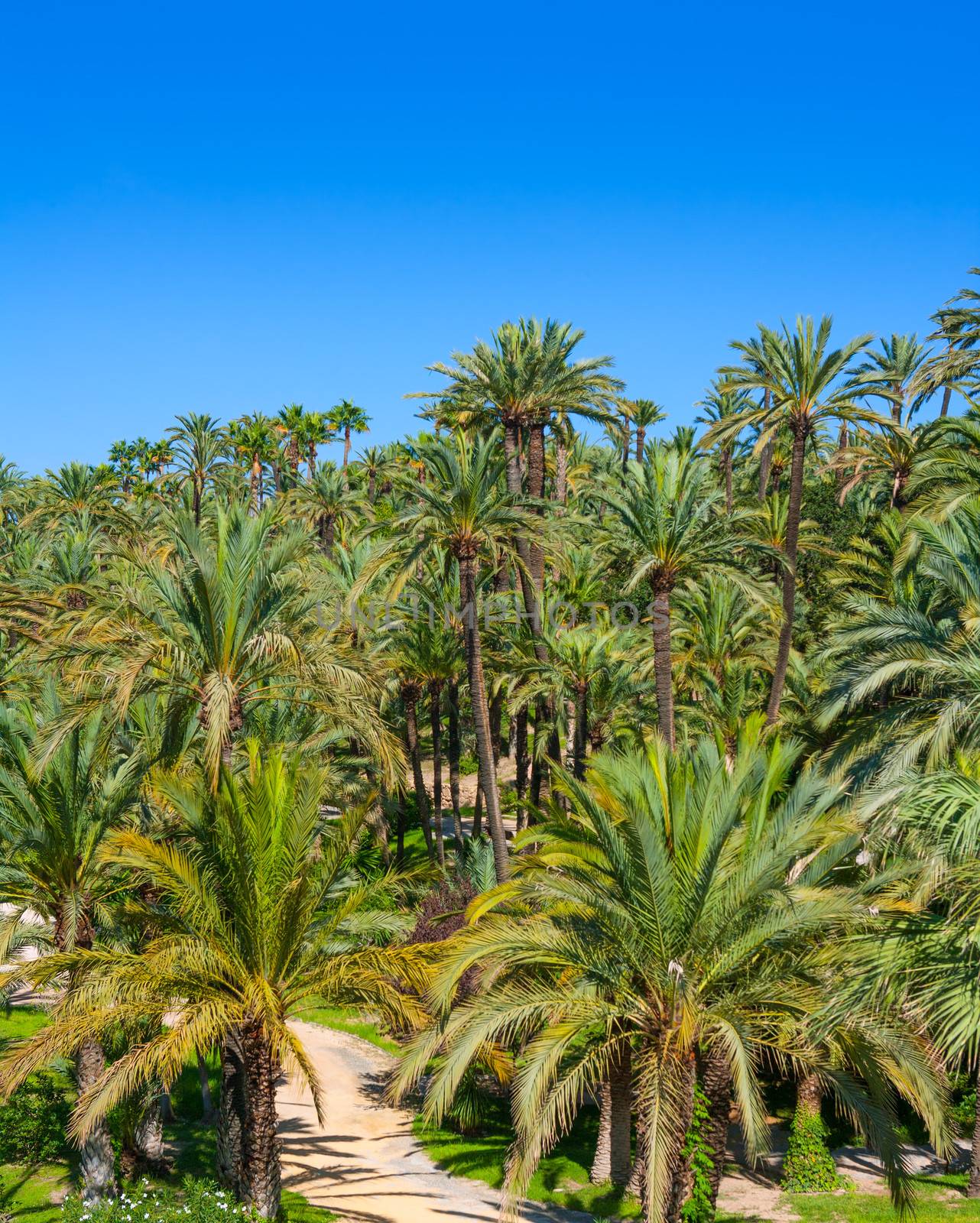 Elche Elx Alicante el Palmeral with many palm trees by lunamarina