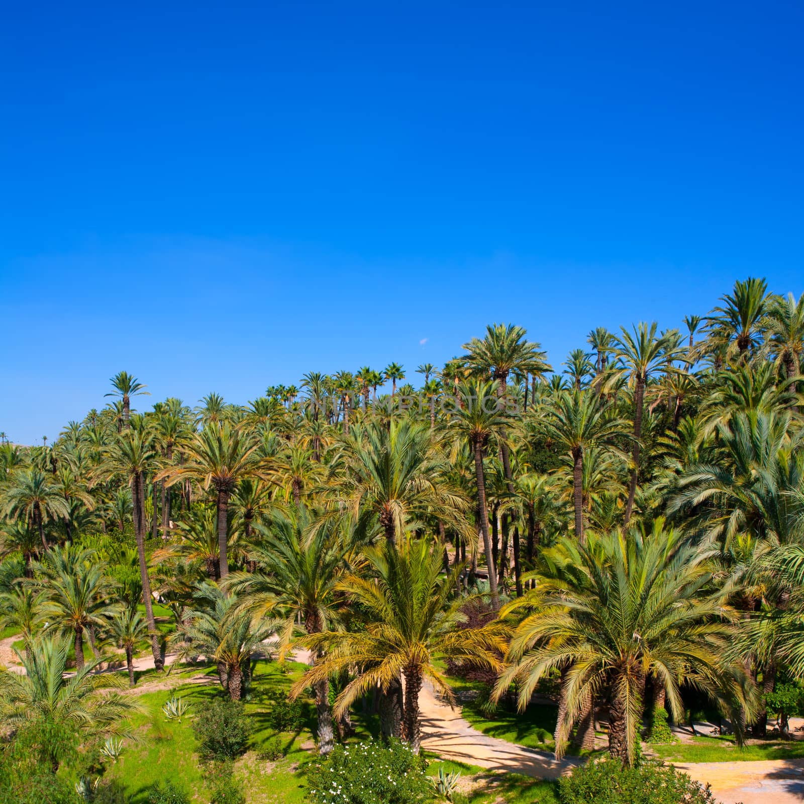 Elche Elx Alicante el Palmeral with many palm trees by lunamarina