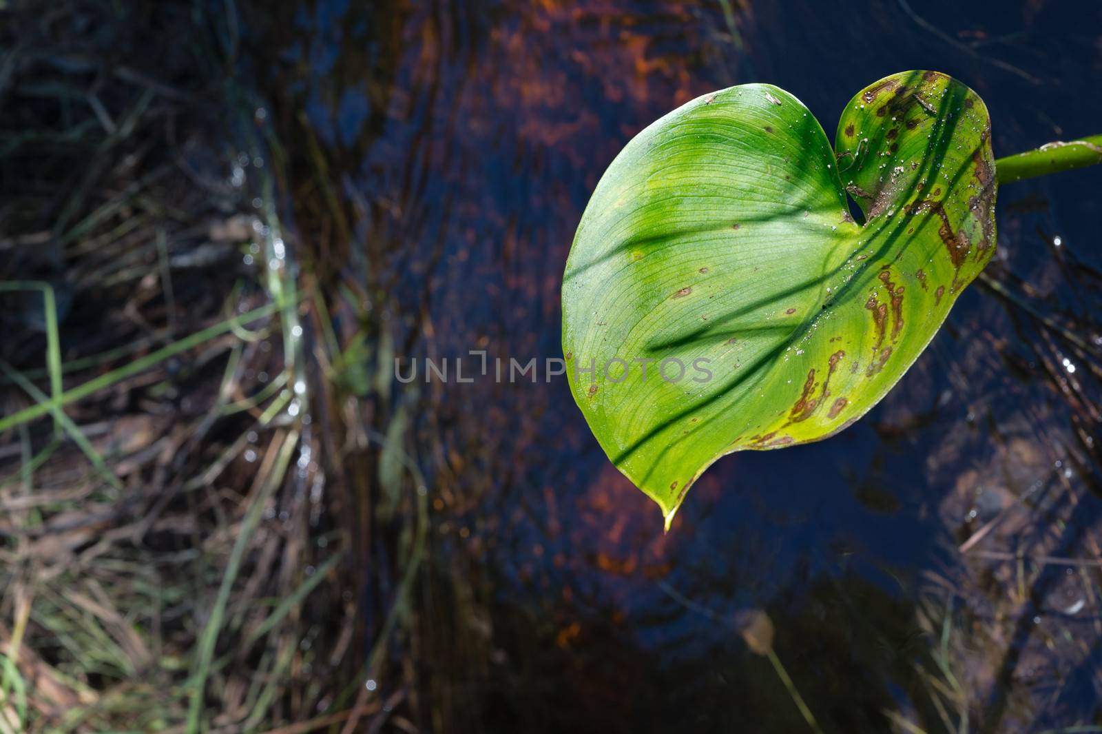 Calla leaf on dark background.  by SURZ