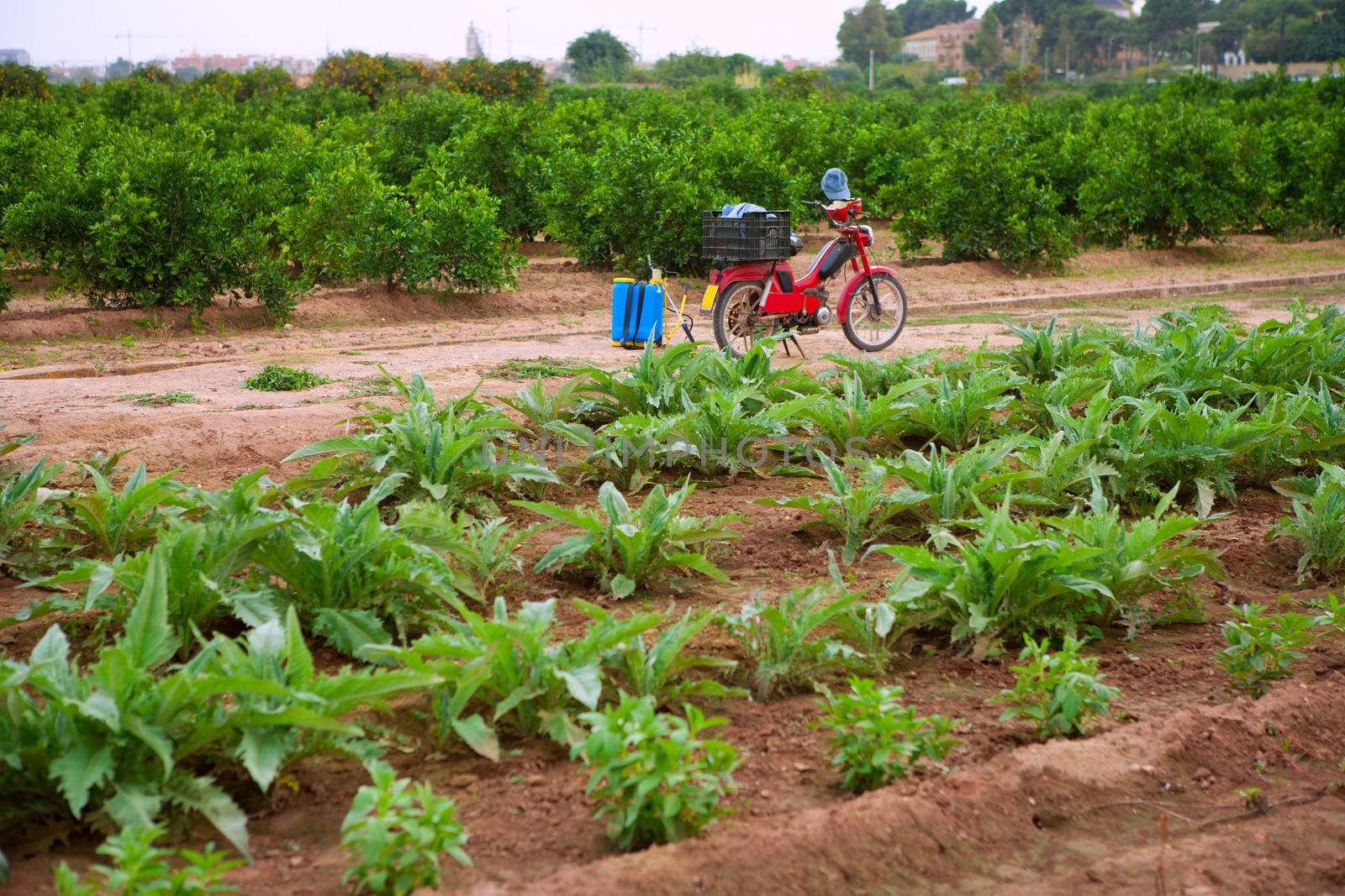 Godella Valencia field smallholding traditional agriculture by lunamarina