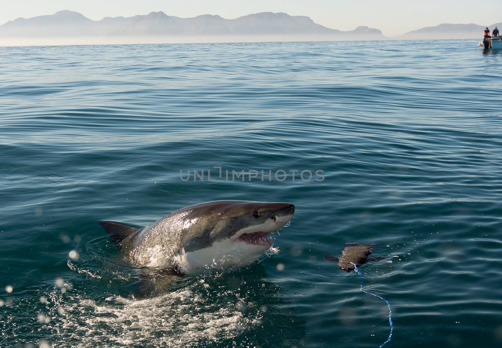 Great White Shark (Carcharodon carcharias) attack 