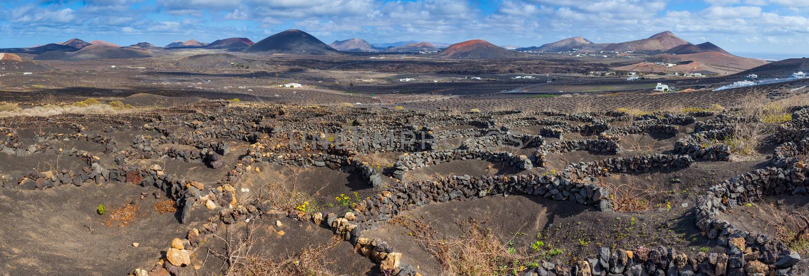 Lanzarote La Geria vineyard on black volcanic soil in Canary Islands. Panorama