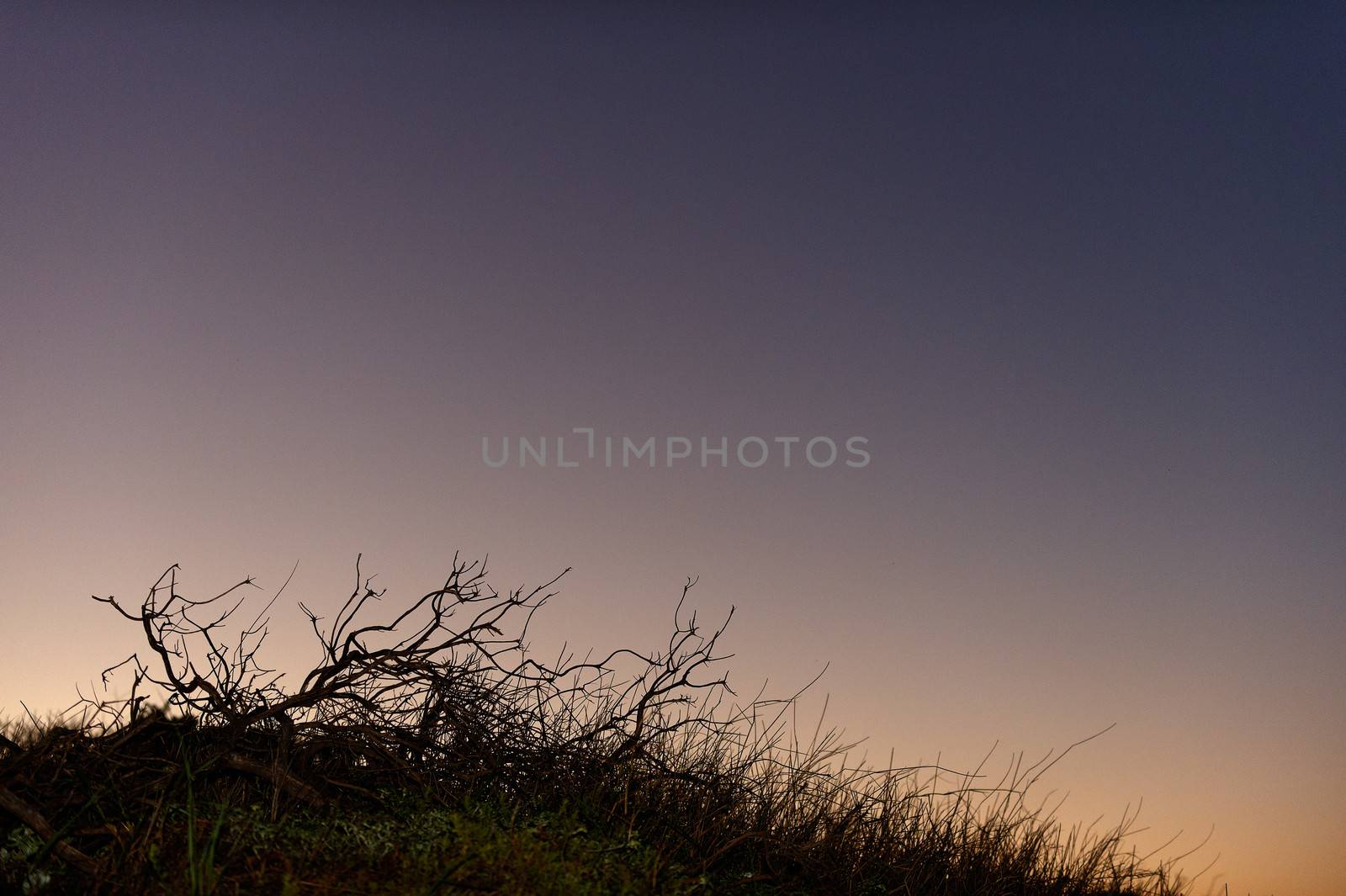 Silhouette of tree on the sky.  by SURZ