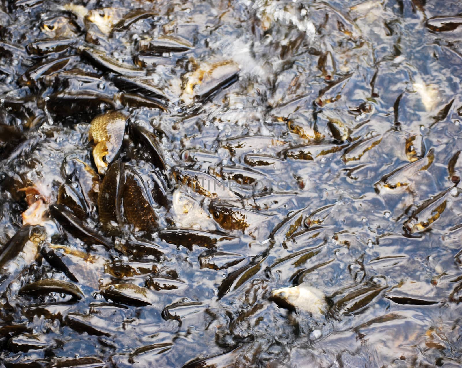 swarm of fish near the water surface