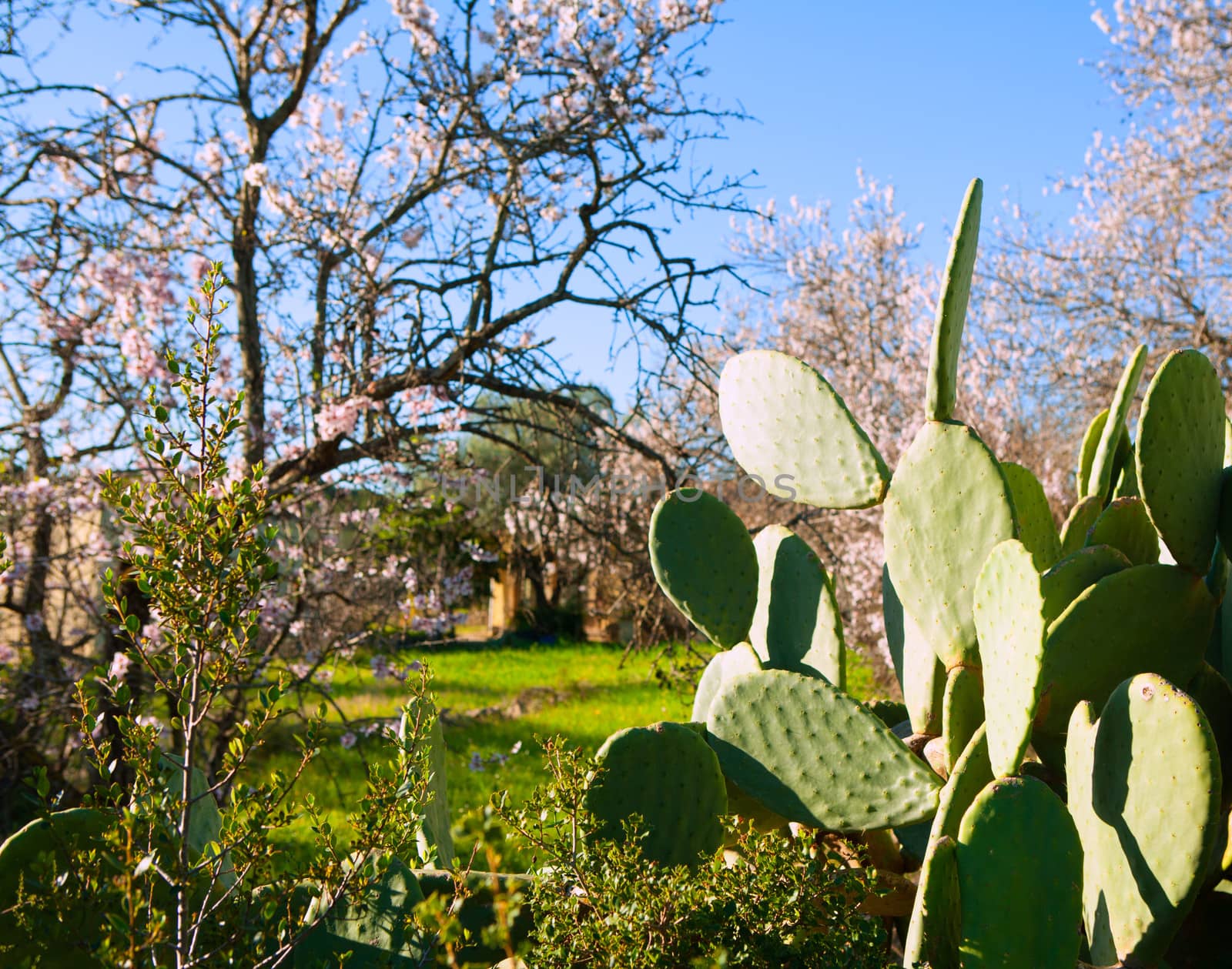 Mediterranean spring in Javea Denia with flower almonds by lunamarina