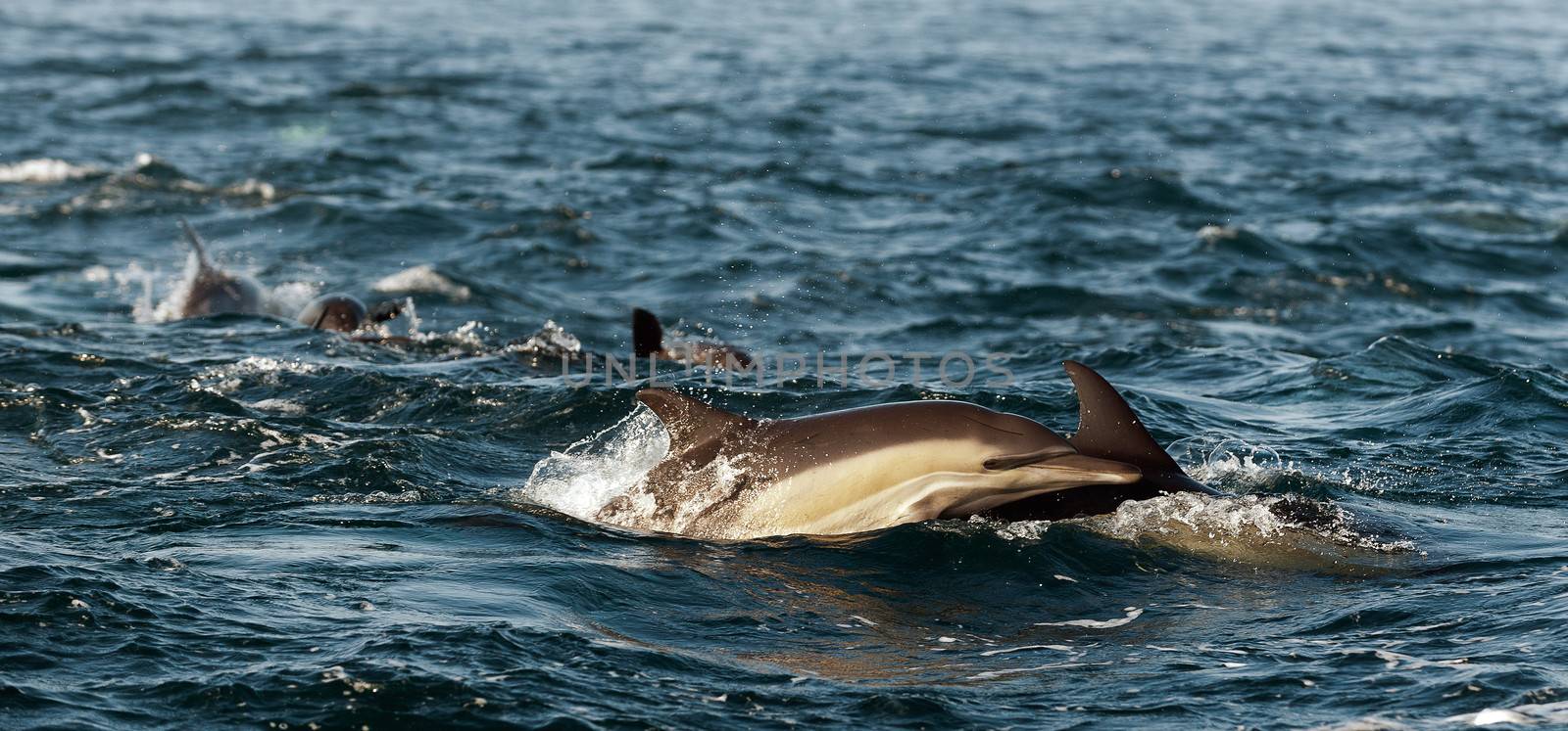 The jumping dolphins comes up from water. The Long-beaked common dolphin (scientific name: Delphinus capensis) swim in atlantic ocean.