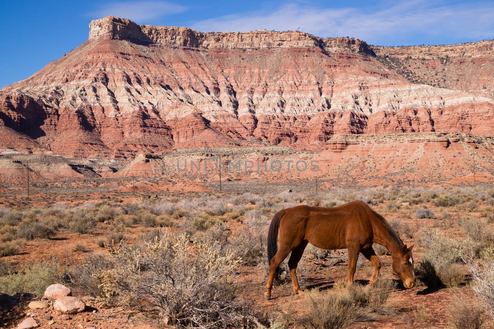 A beautiful horse scours the ground for nutrition in an amazing landscape