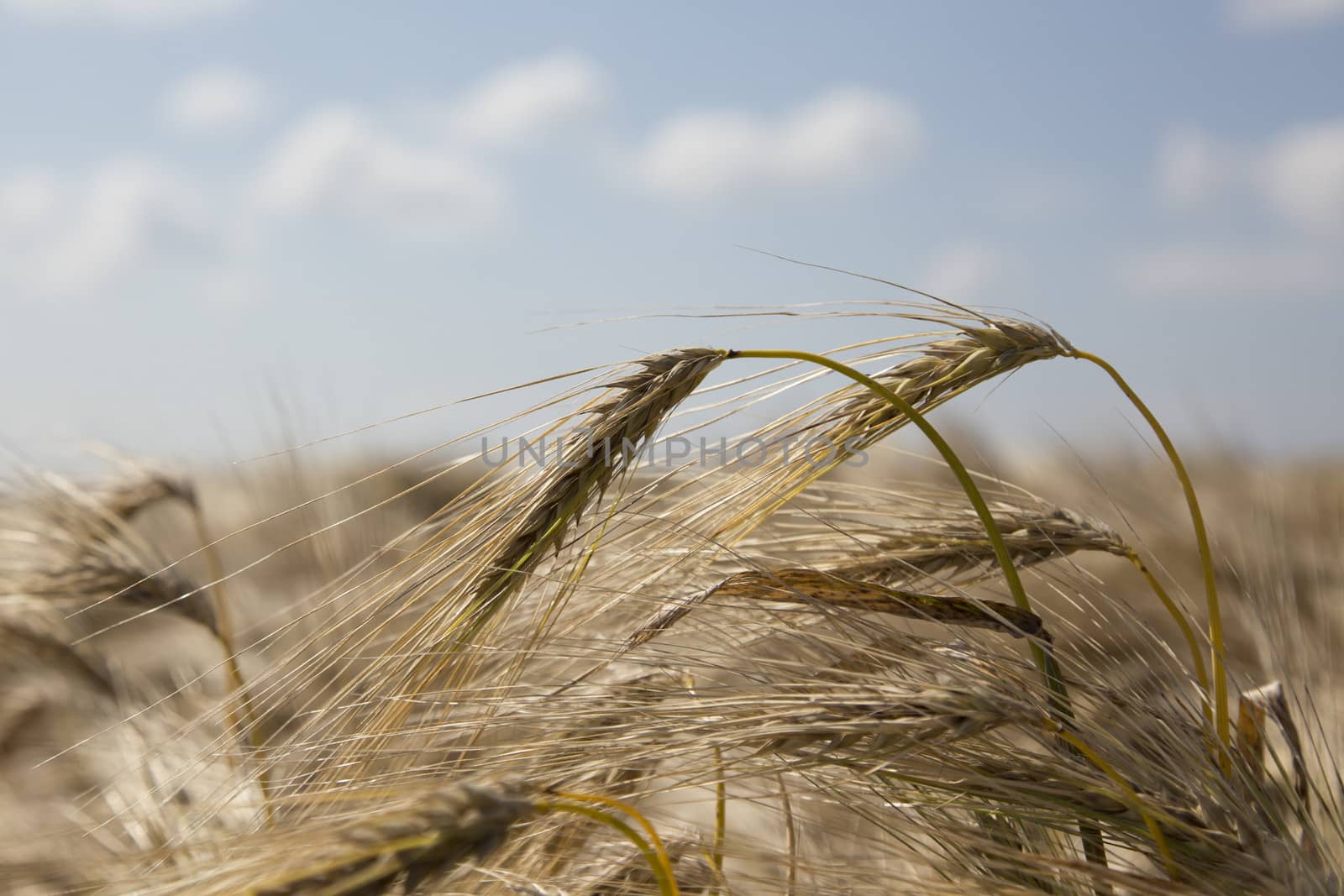 The wheat plantation in the very sunny day