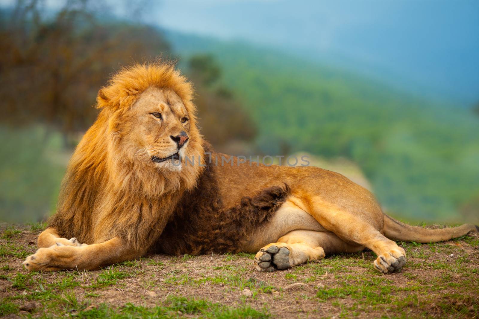 Lion male having a rest lying on the mountain by lunamarina