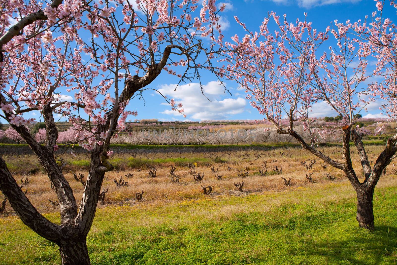 Denia Javea in spring with almond tree flowers Alicante Spain