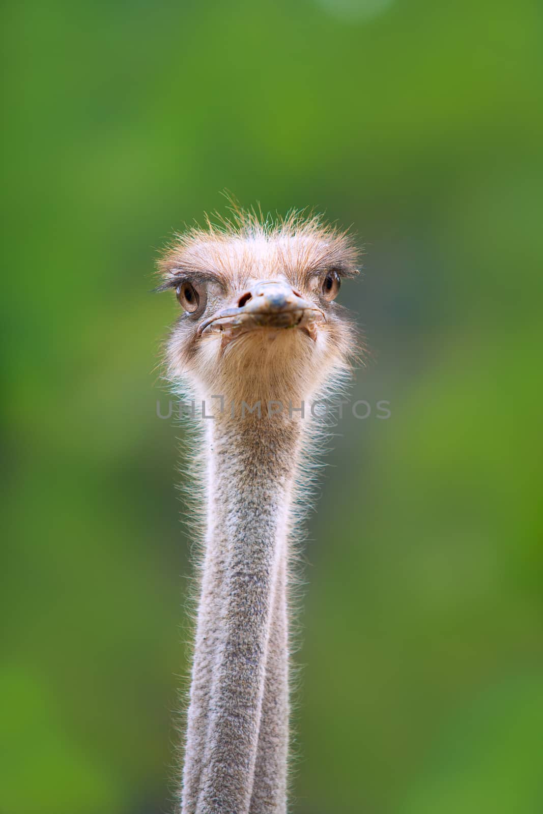 ostrich bird head and neck front portrait in the park