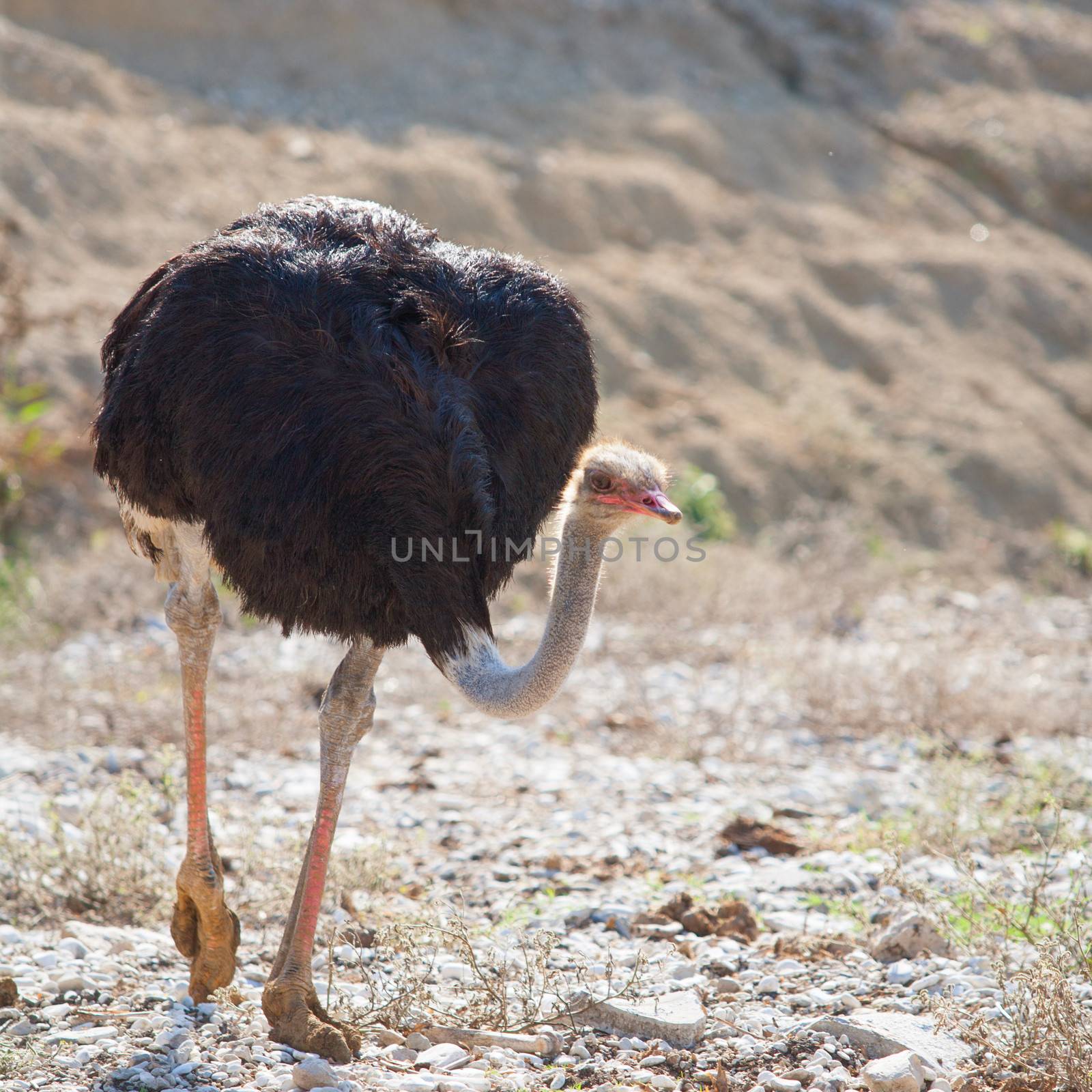 ostrich bird walking with head and neck down by lunamarina
