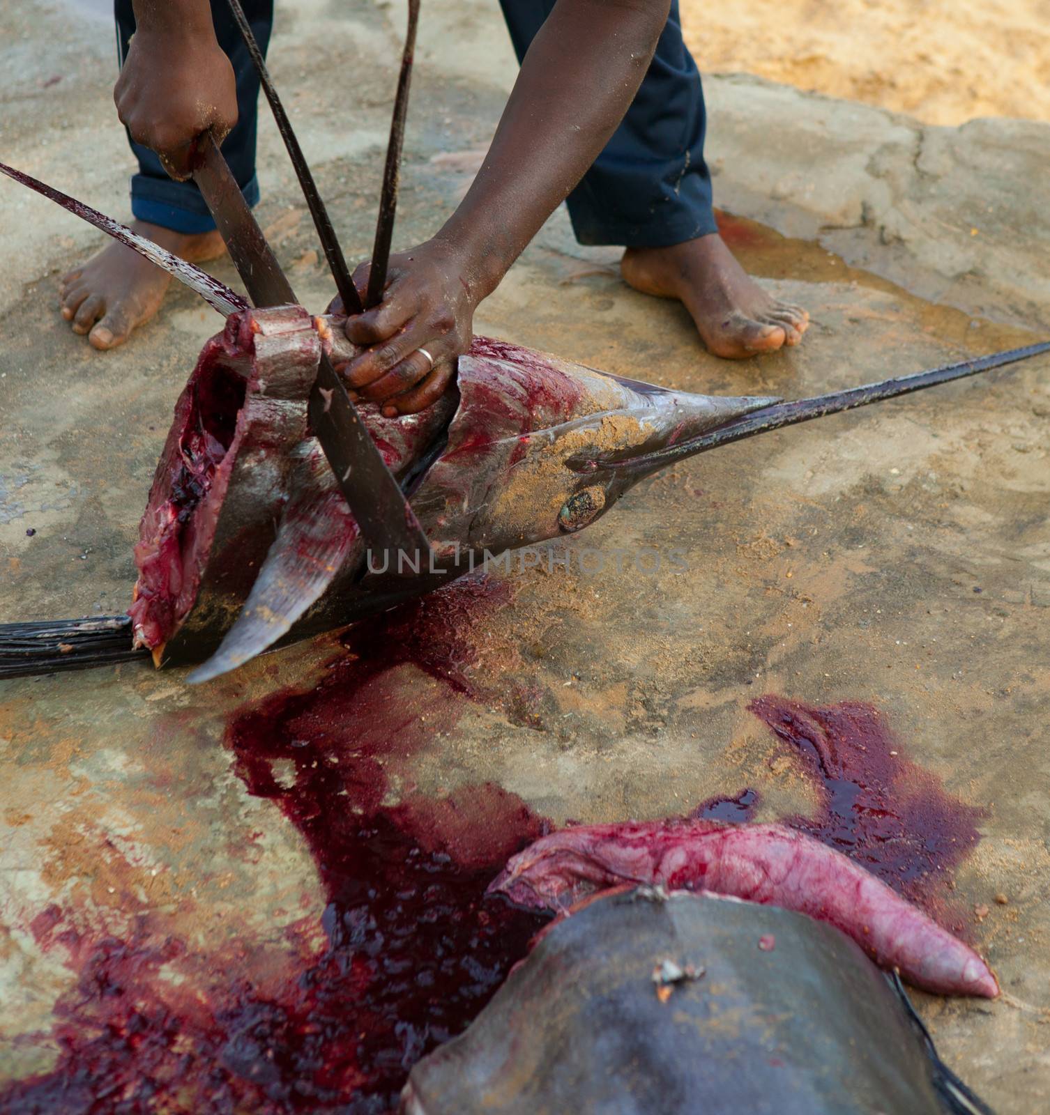 African man cutting the sailfish marlin to clean fish entrails for eating