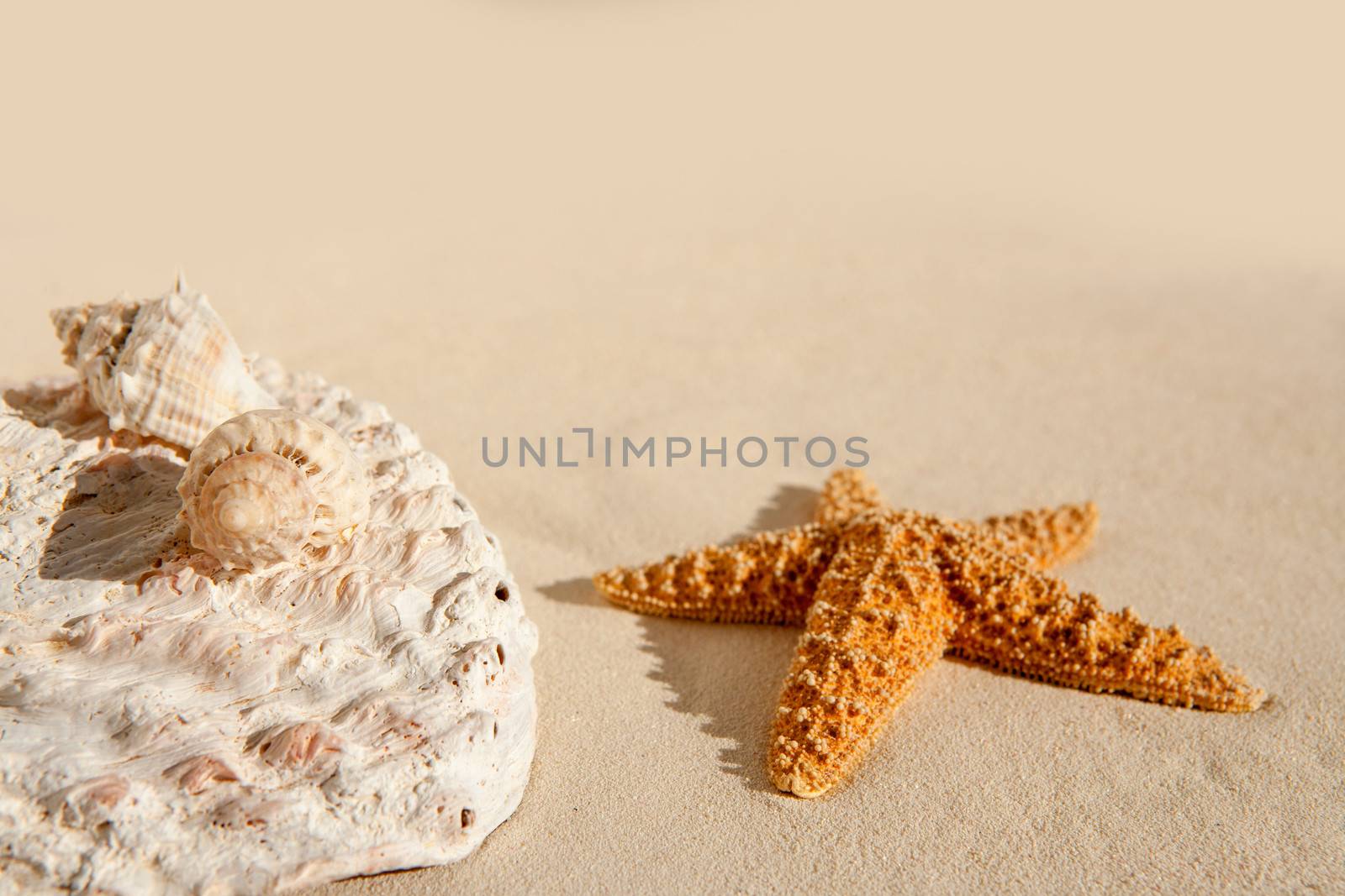Starfish and seashells on white sand beach on sunny vacation day