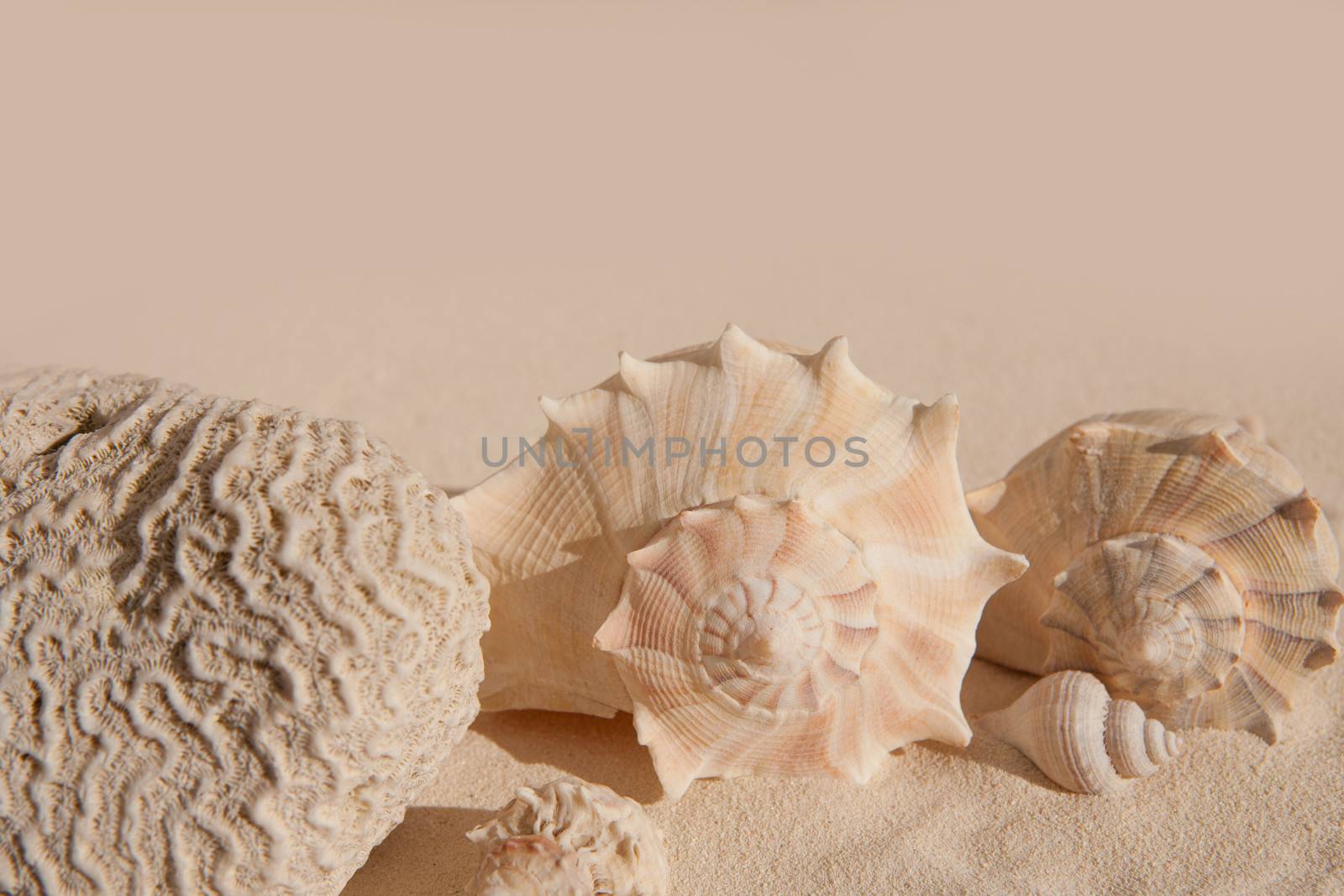 brain coral and seashells on white sand beac by lunamarina