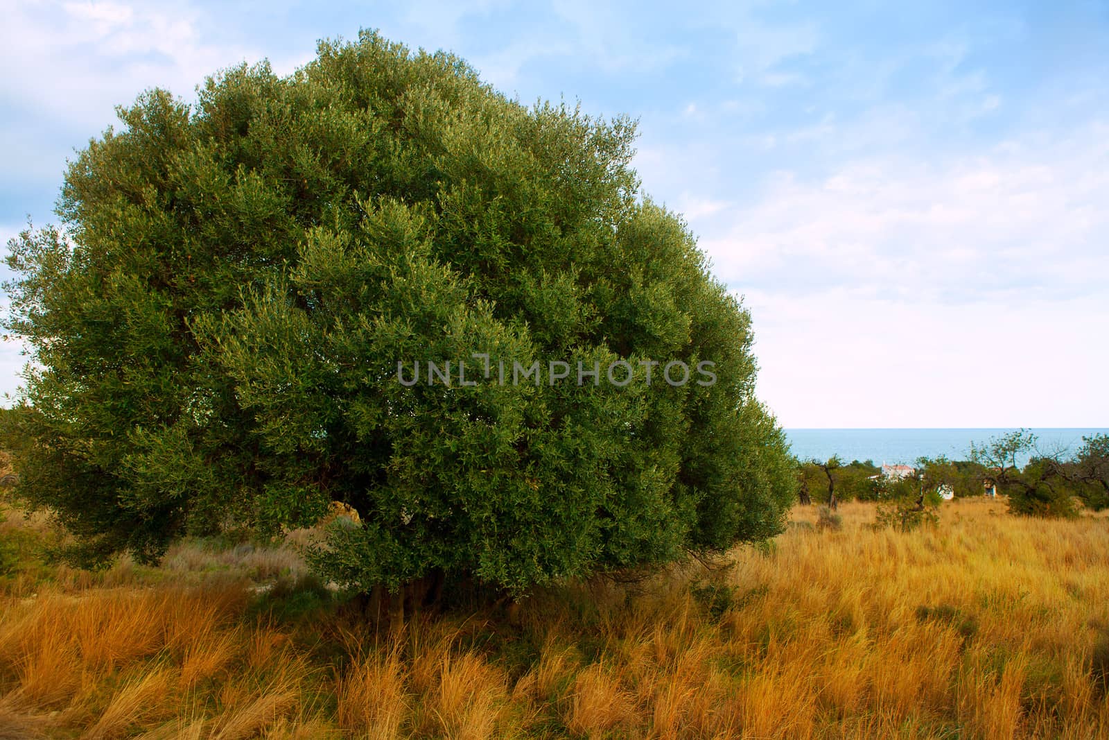 Sierra de Irta in Castellon province with sea view Spain