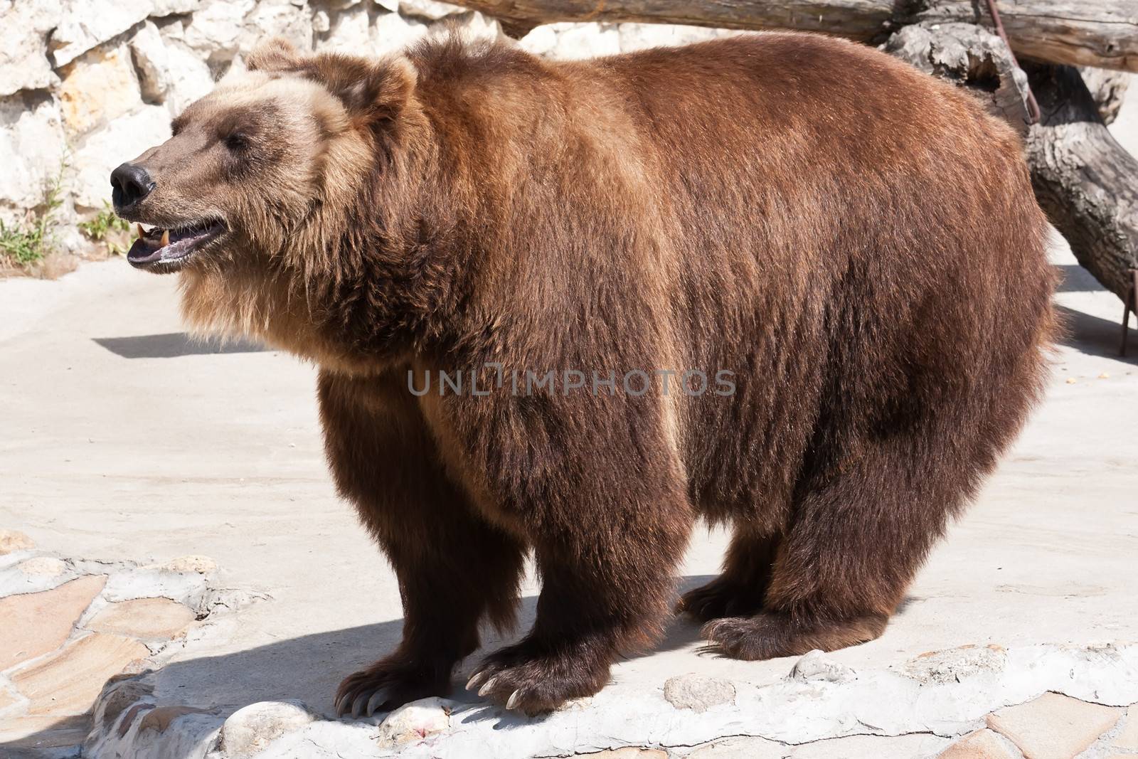 Beautiful photo of big and strong brown Bear in zoo