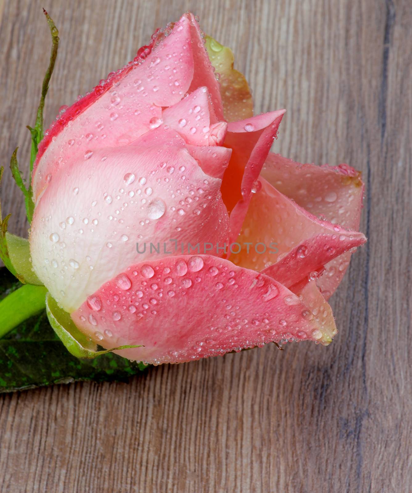 Flower Head of Beauty Fragile Pink Rose with Droplets on Rustic Wooden background