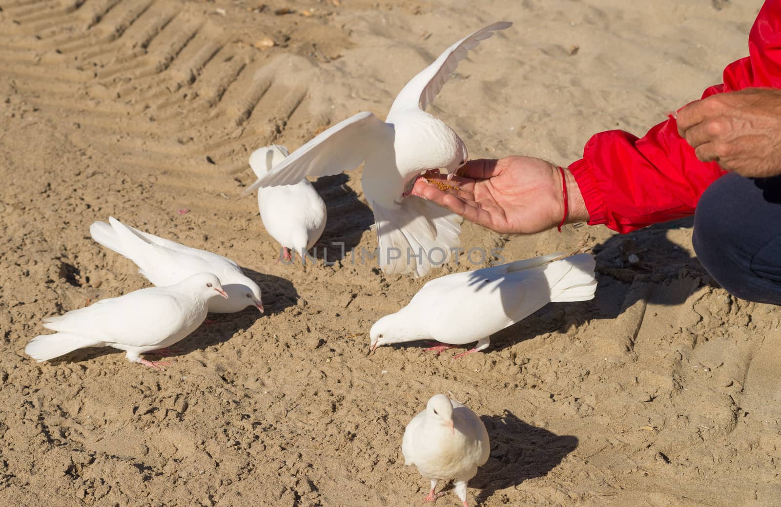 Feeding doves by hemeroskopion