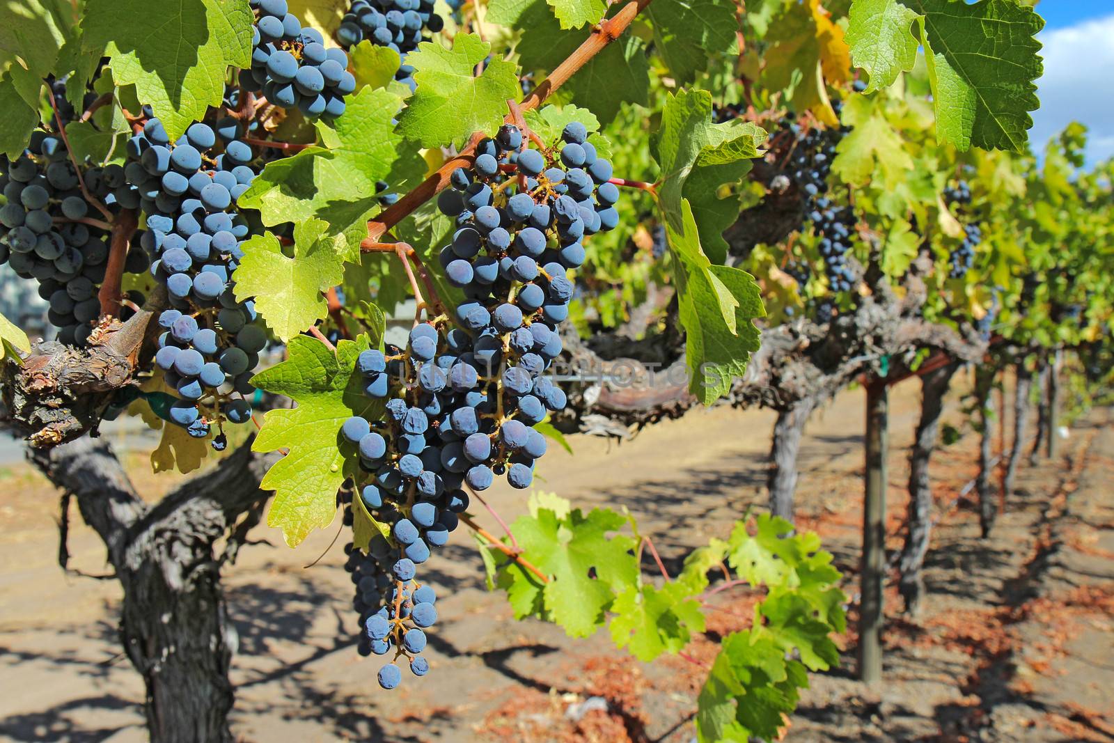 A shallow depth of field highlights ripe, purple wine grapes hanging on the vine at a vineyard in the Napa Valley near Calistoga, California