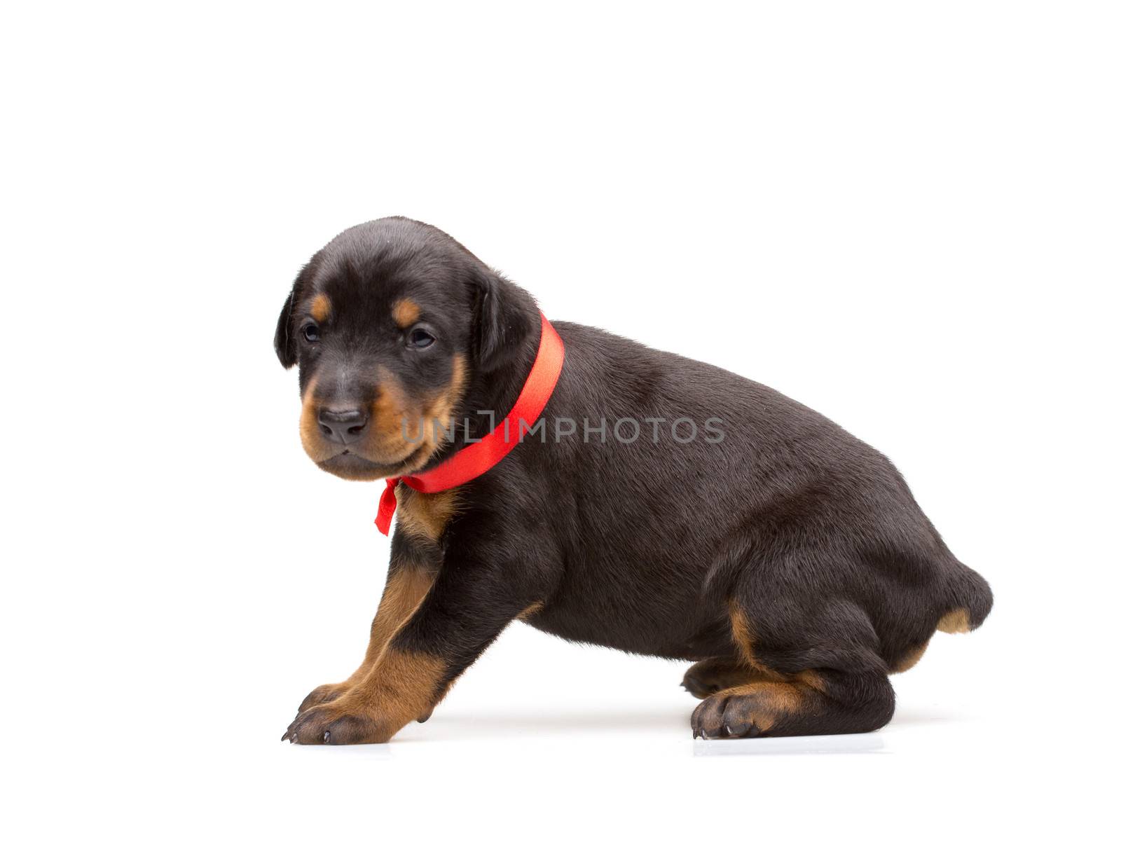 Doberman puppy in red ribbon, isolated on white