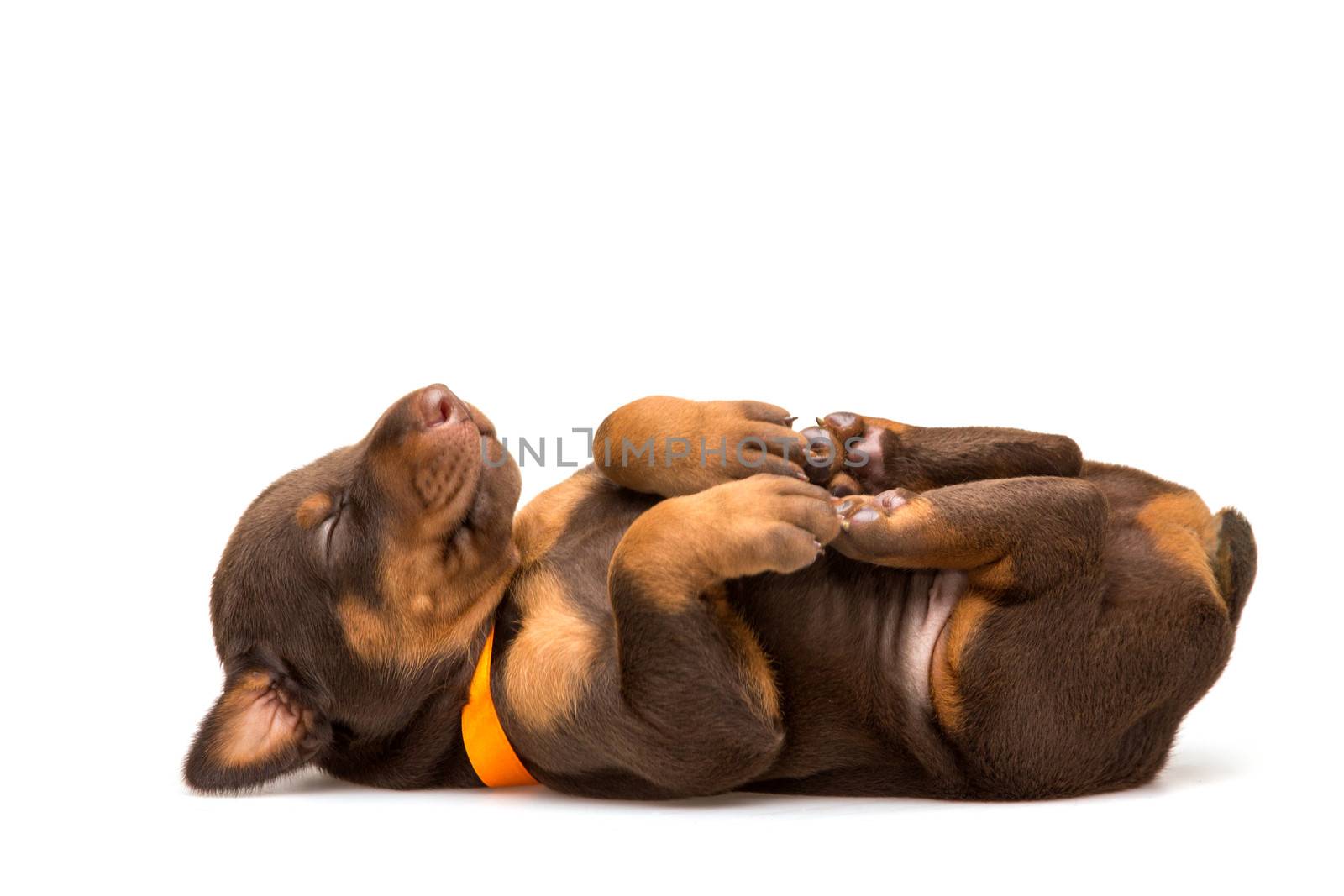 Funny puppy sleeping upside down isolated on white background