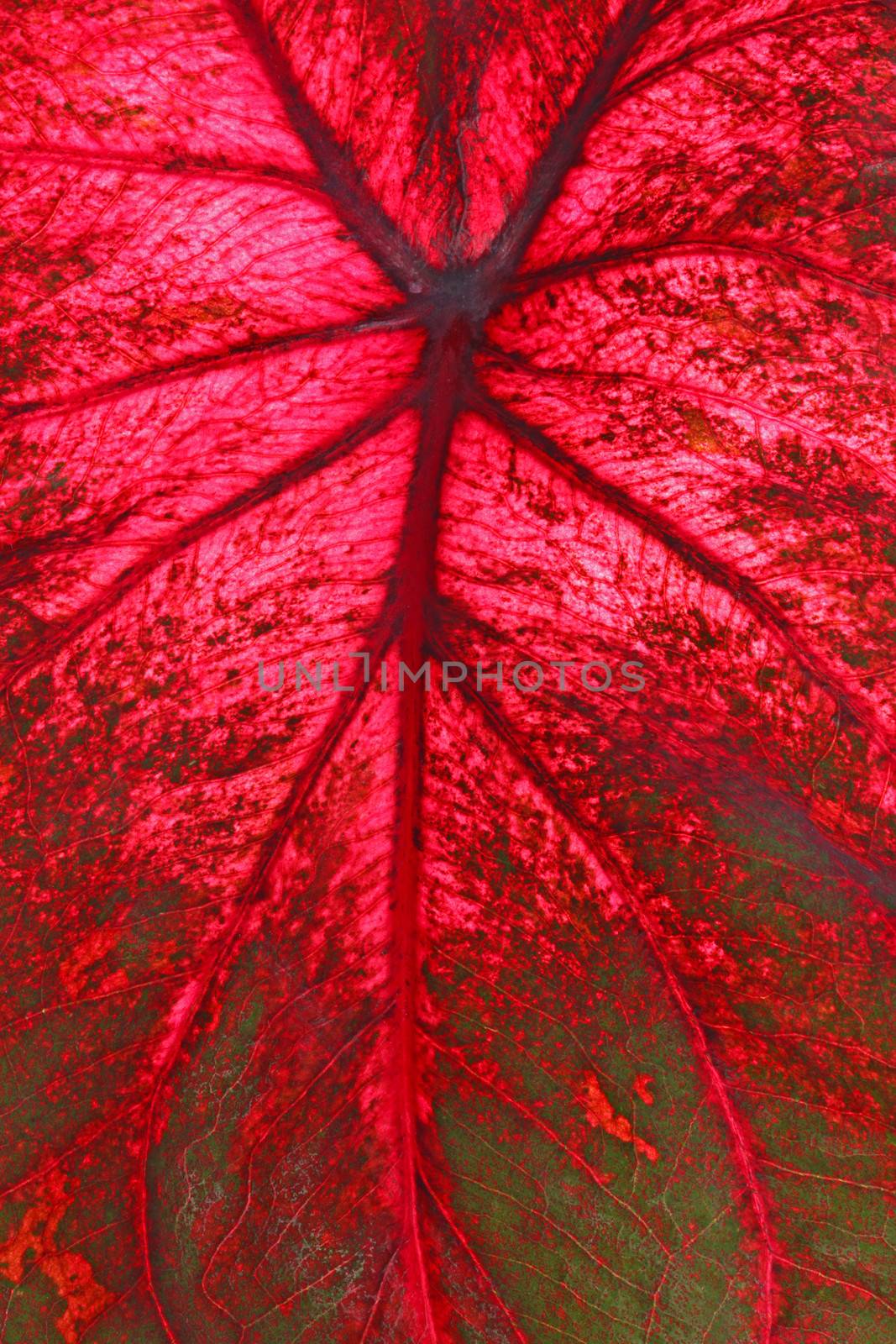 Red and green Caladium leaf fills the vertical frame by sgoodwin4813
