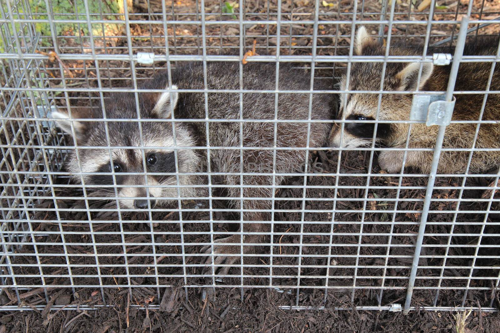 Two raccoons (Procyon lotor) caught in a live trap by sgoodwin4813